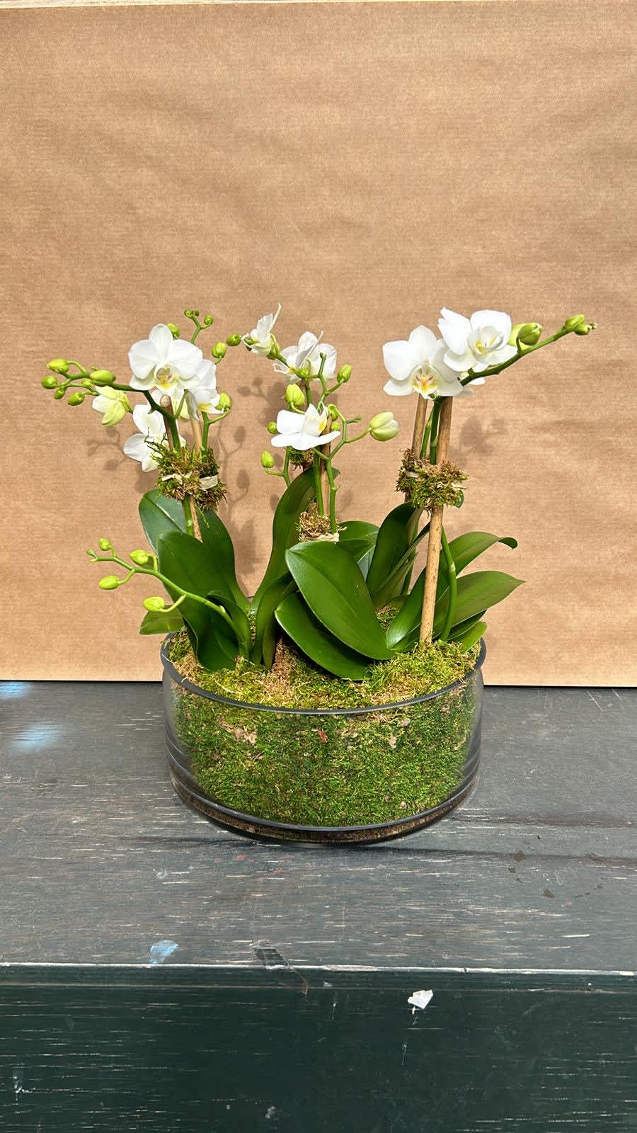 White orchids arranged in a low round planter with moss