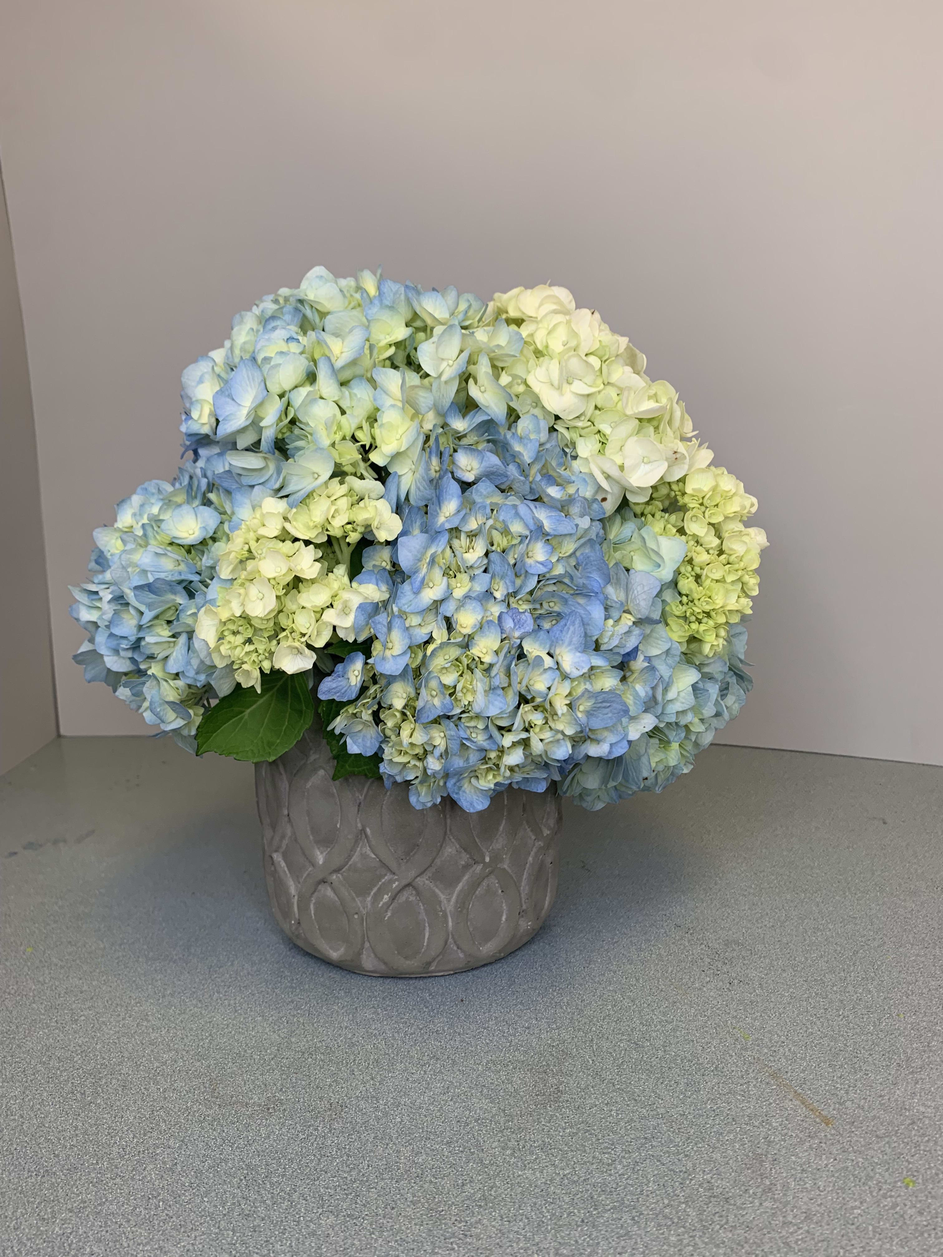 Grace - Grace and Elegance! Beautiful blue and green hydrangea in a ceramic pot creates a look that never goes out of style. Perfect for any occasion! 