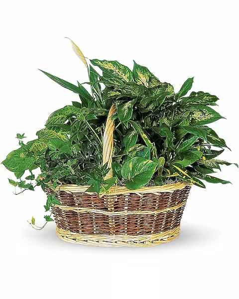 Large Basket Garden - This impressive garden of indoor plants will be a warm welcome to any home or office. And you'll get glowing reviews for sending it. Croton, ivy, pothos, dieffenbachia, schefflera and syngonium plants arrive together in a wicker basket with handle.