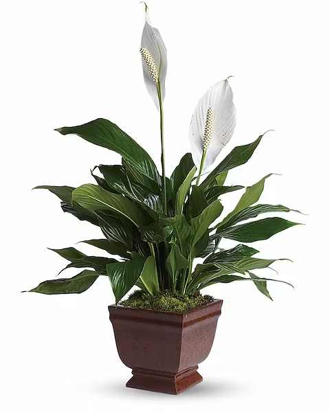 Potted peace lily plant with white blooms in a brown planter