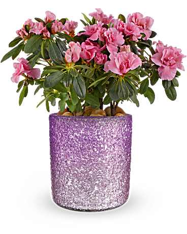 Pink flowering plant in a glittery purple pot