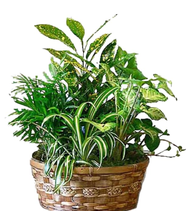 Potted houseplant arrangement in a woven basket planter