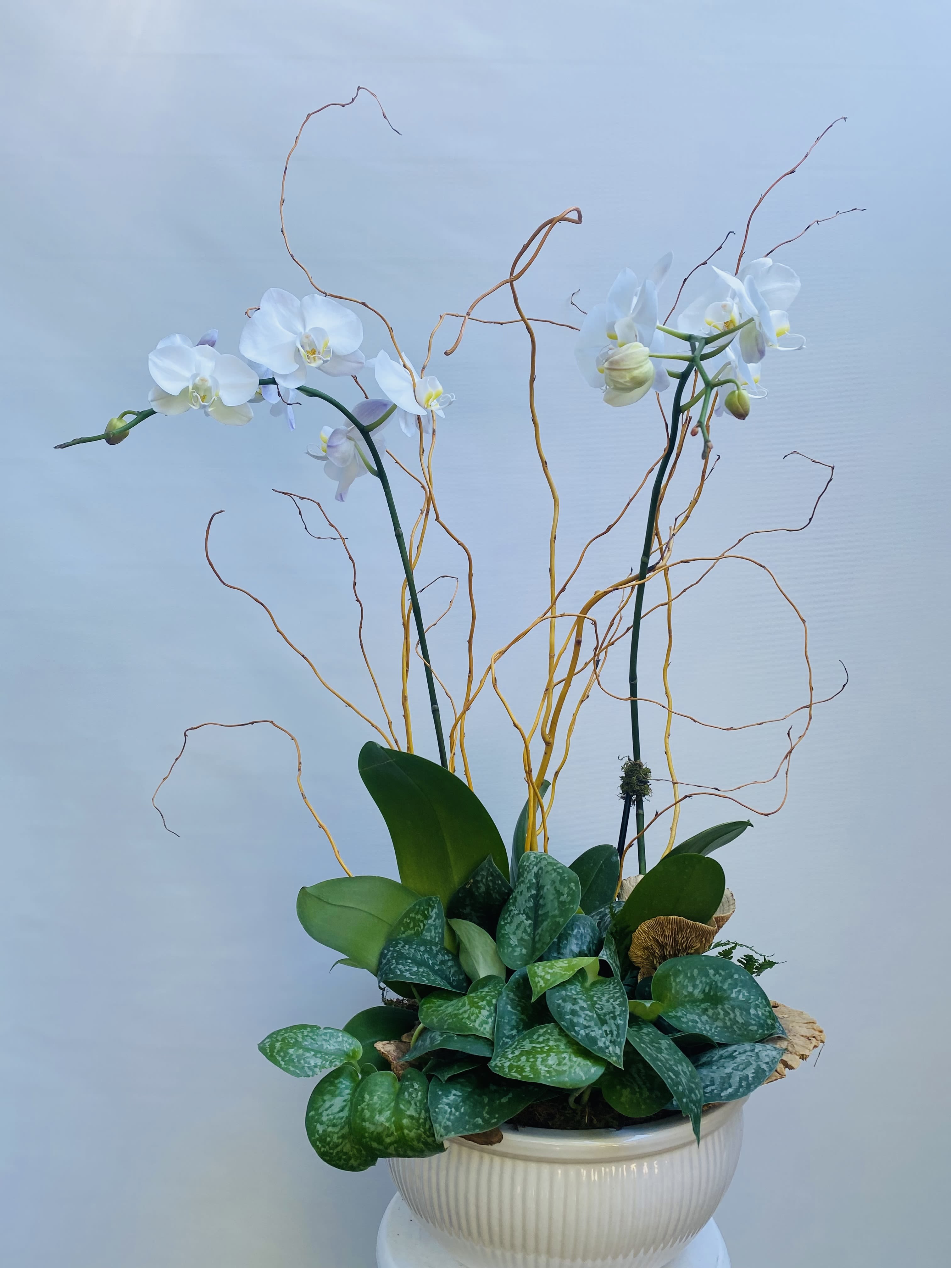 Botanical Orchids - A Luxurious Orchid Display with Natural Elegance Introducing the "Botanical Orchids," our premium orchid arrangement designed to impress with its stunning beauty and natural elements. This exquisite piece features two full-size phalaenopsis orchids paired with a cascading plant, all elegantly contained in a beautiful cream ceramic vessel. **Stunning Orchid Display: Two full-size phalaenopsis orchids provide a lush and elegant focal point, perfect for any sophisticated setting. **Natural Accents: Finished with curly willow, moss, and unique natural elements like dried mushrooms, this arrangement offers a captivating "Wow-factor." **Elegant Vessel: The cream ceramic vessel adds a touch of timeless elegance, enhancing the overall aesthetic of the arrangement. Choose the "Botanical Orchids" from Elizabeth's Garden for a luxurious and impressive gift that brings a touch of nature's beauty into any space, ideal for those who appreciate the finer things in life.