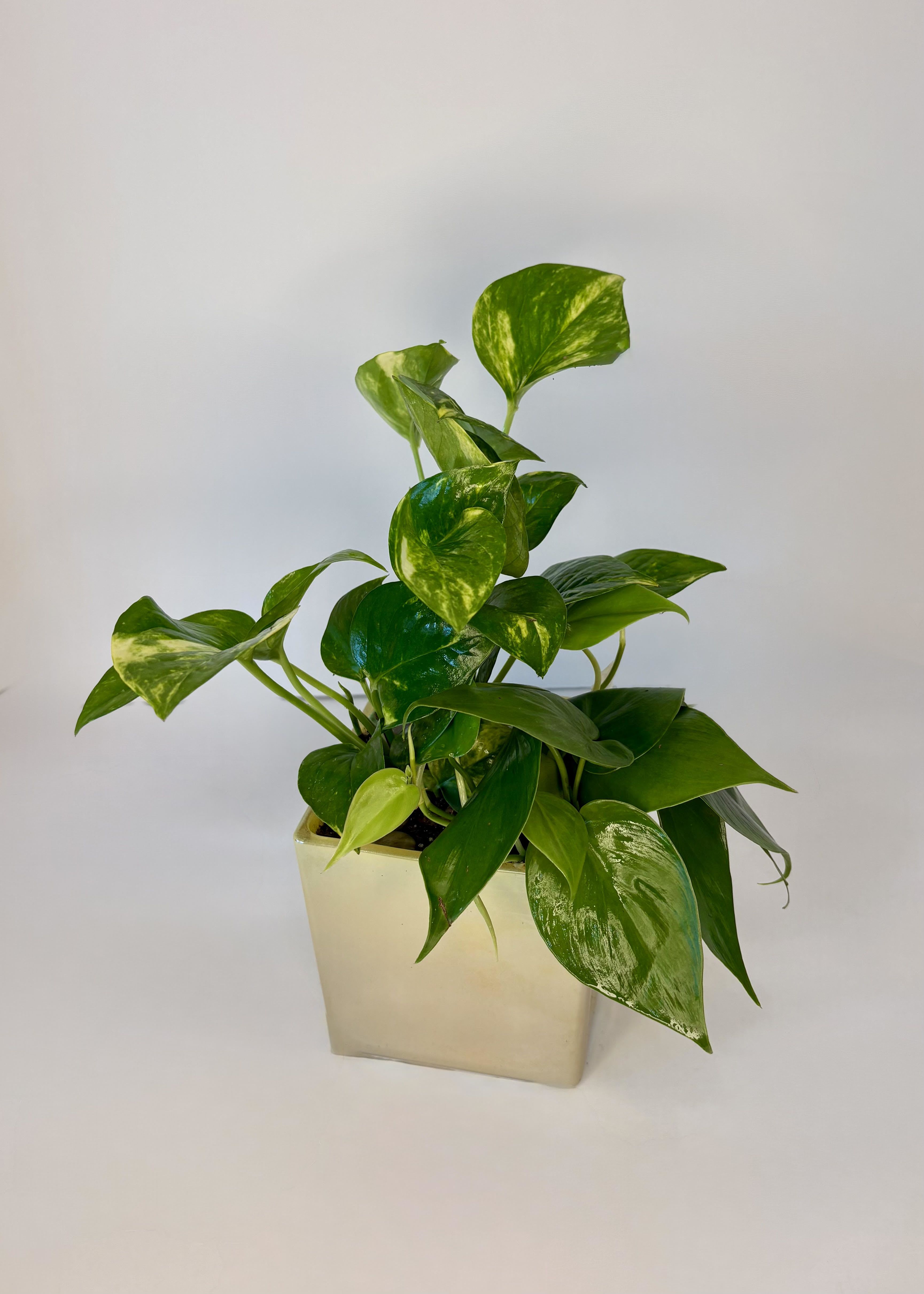 Golden Heart Pothos  - The Golden Heart Pothos planter is designed with one golden pothos and one heartleaf pothos in a golden square container. This planter is a great gift for the plant lover or plant beginner in your life. Whether the occasion is a housewarming, thinking of you, or just because, the Golden Heart Pothos would make a lovely gift for someone in your life. 