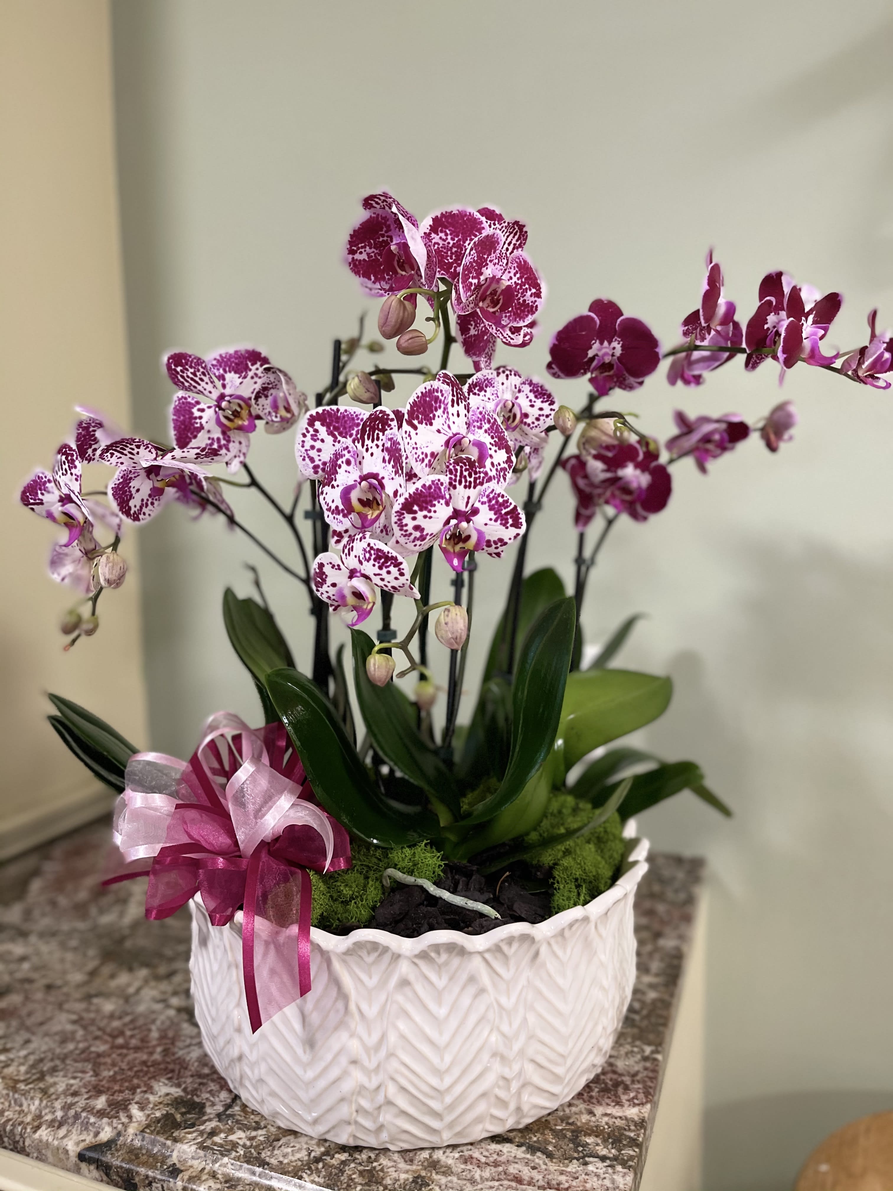 Potted orchid arrangement with pink-speckled blooms in a white ceramic planter