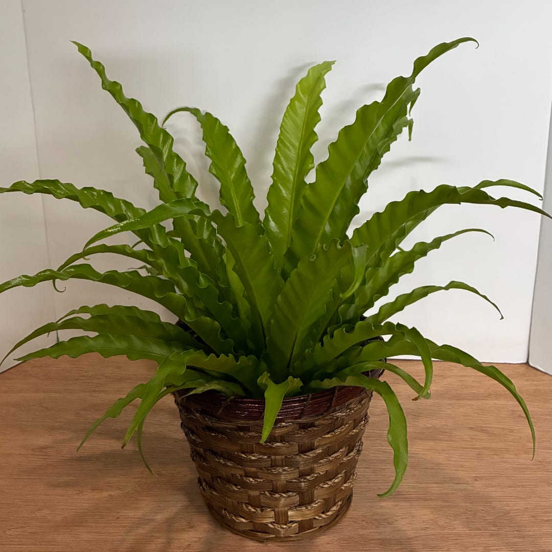 Potted green fern in a woven basket planter