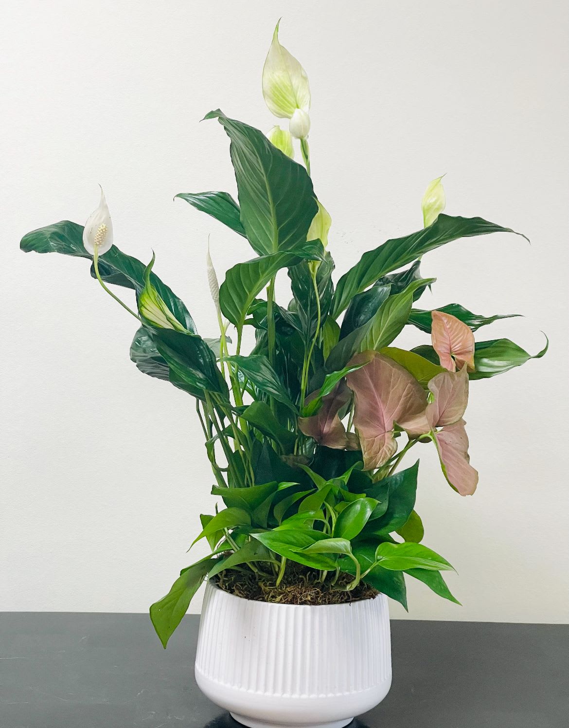 Potted peace lily arrangement with white blooms and pink syngonium leaves