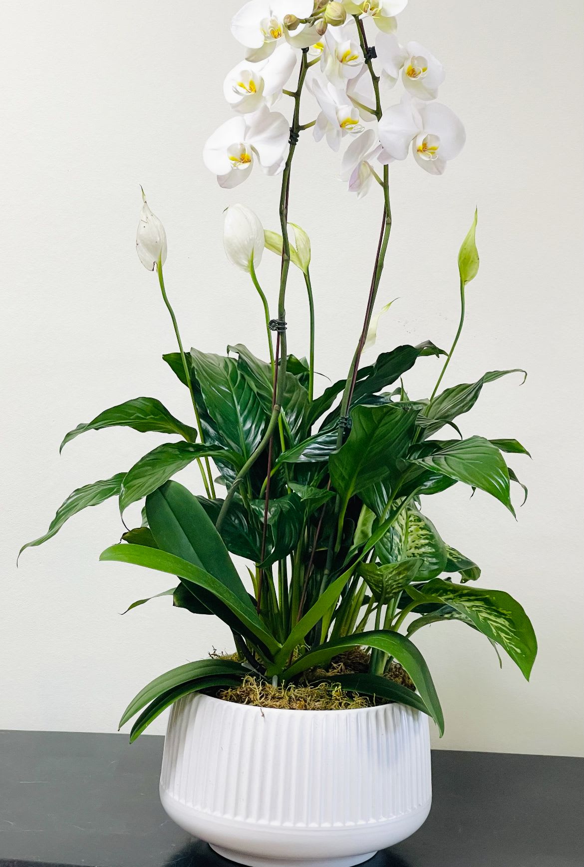 White orchid and green houseplant arrangement in a white ceramic pot