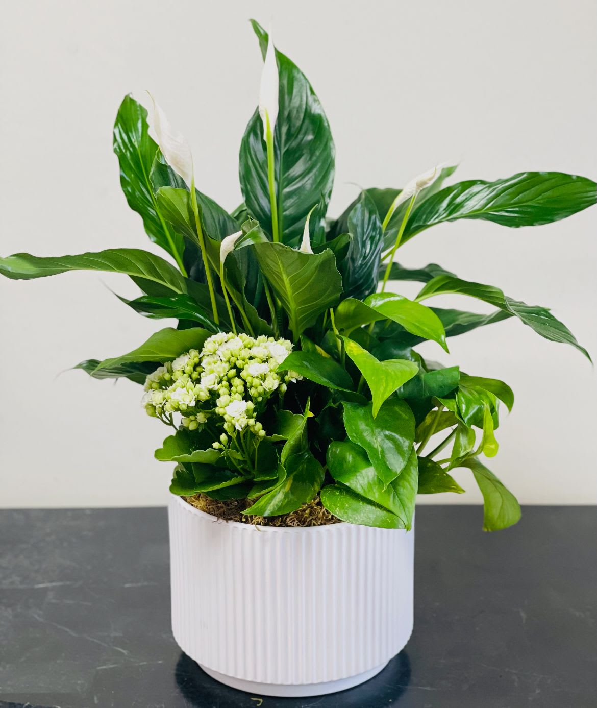 BF-DG24 Dish Garden Plant - Bring life and elegance into any space with our Medium-Sized Dish Garden, artfully arranged in a sleek white ceramic container adorned with a subtle diamond band. This vibrant garden features a beautiful mix of lush greenery and cheerful blooms, thoughtfully selected for their color, texture, and harmony.  Featuring peace lilies, variegated dieffenbachia, pothos, and yellow kalanchoe, this living arrangement offers a balance of bold foliage and bright florals, making it perfect for home, office, or gifting. Each plant complements the next, creating a peaceful, natural display that’s easy to care for and designed to thrive indoors.