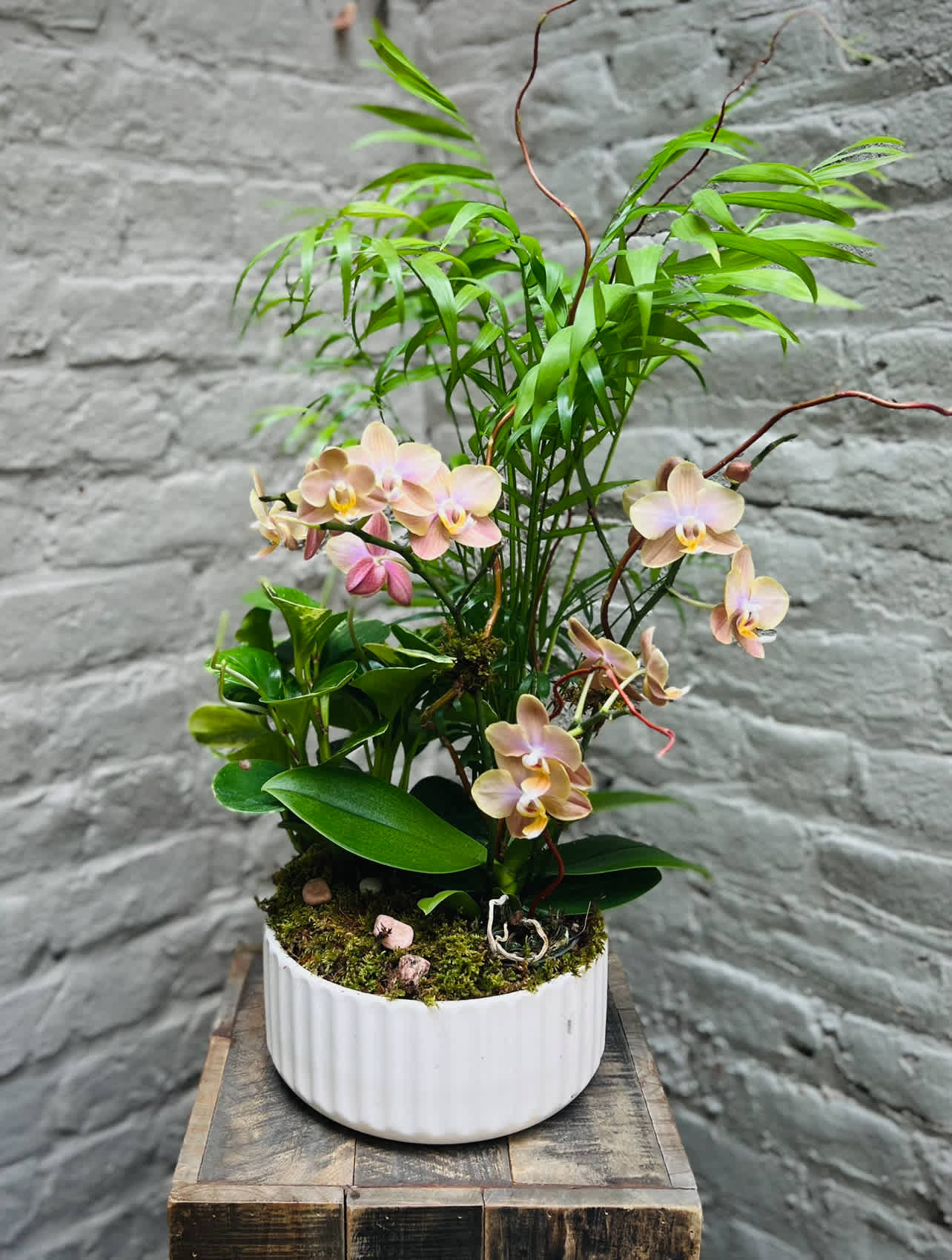 Potted orchid arrangement with pale pink blooms in a white ceramic planter