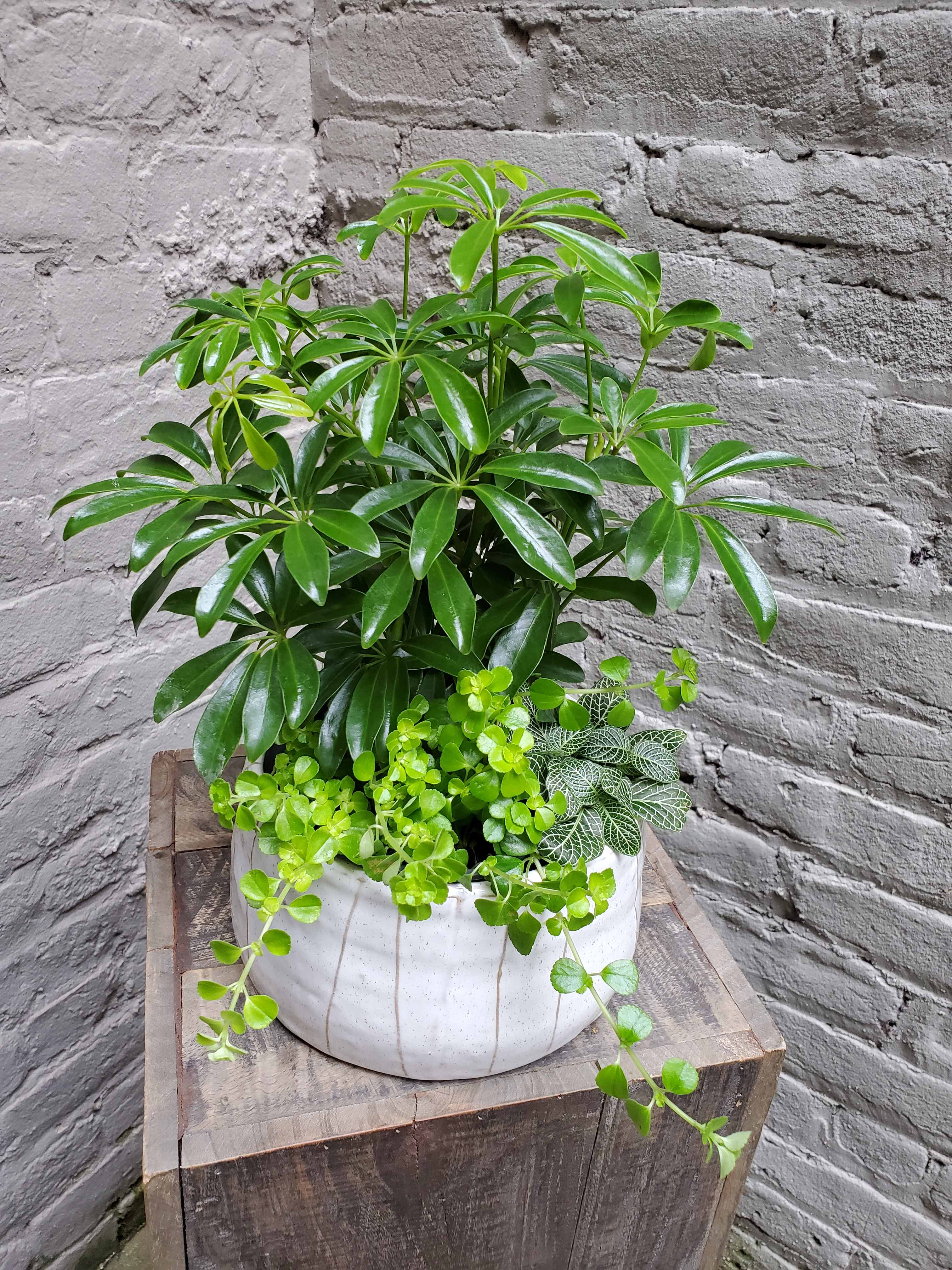 Potted green houseplant with glossy leaves in a white ceramic planter