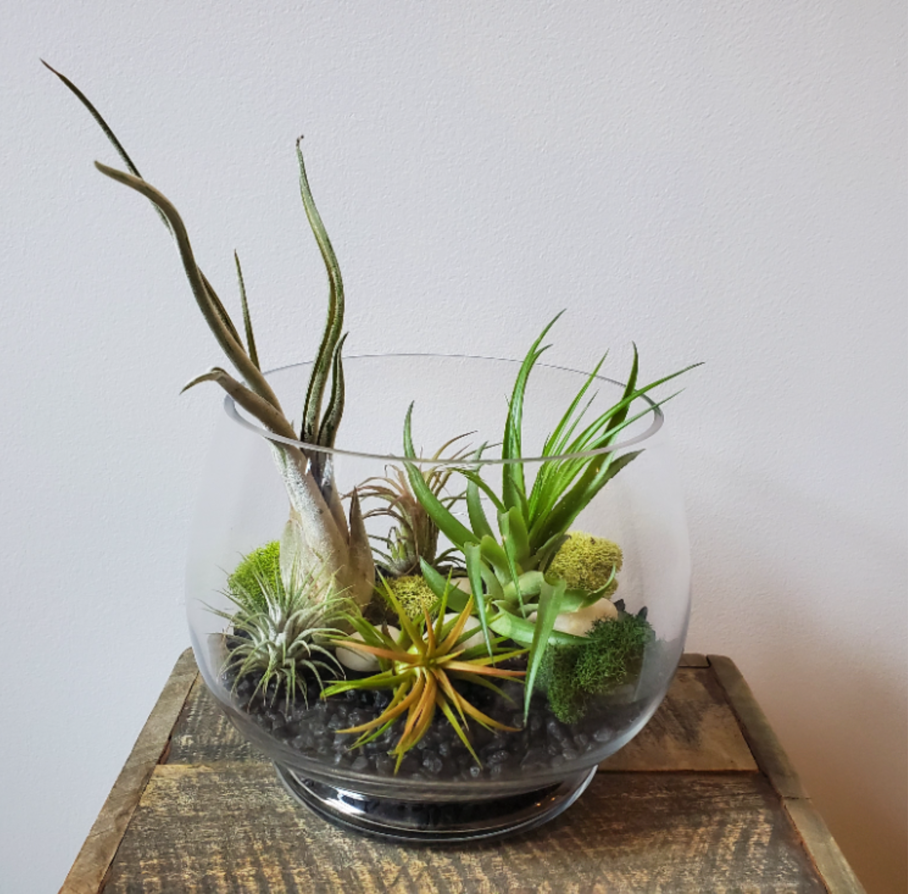 Air Plant Terrarium - An open glass terrarium filled with five air plants and accents of reindeer moss and river stones.  Air plants are wonderfully simple to care for, requiring no soil upkeep as they absorb moisture and nutrients from the air itself.  Care instructions are included.  This terrarium measures approximately 6" x 7" -- the perfect size for an office desk or a unique table centerpiece.