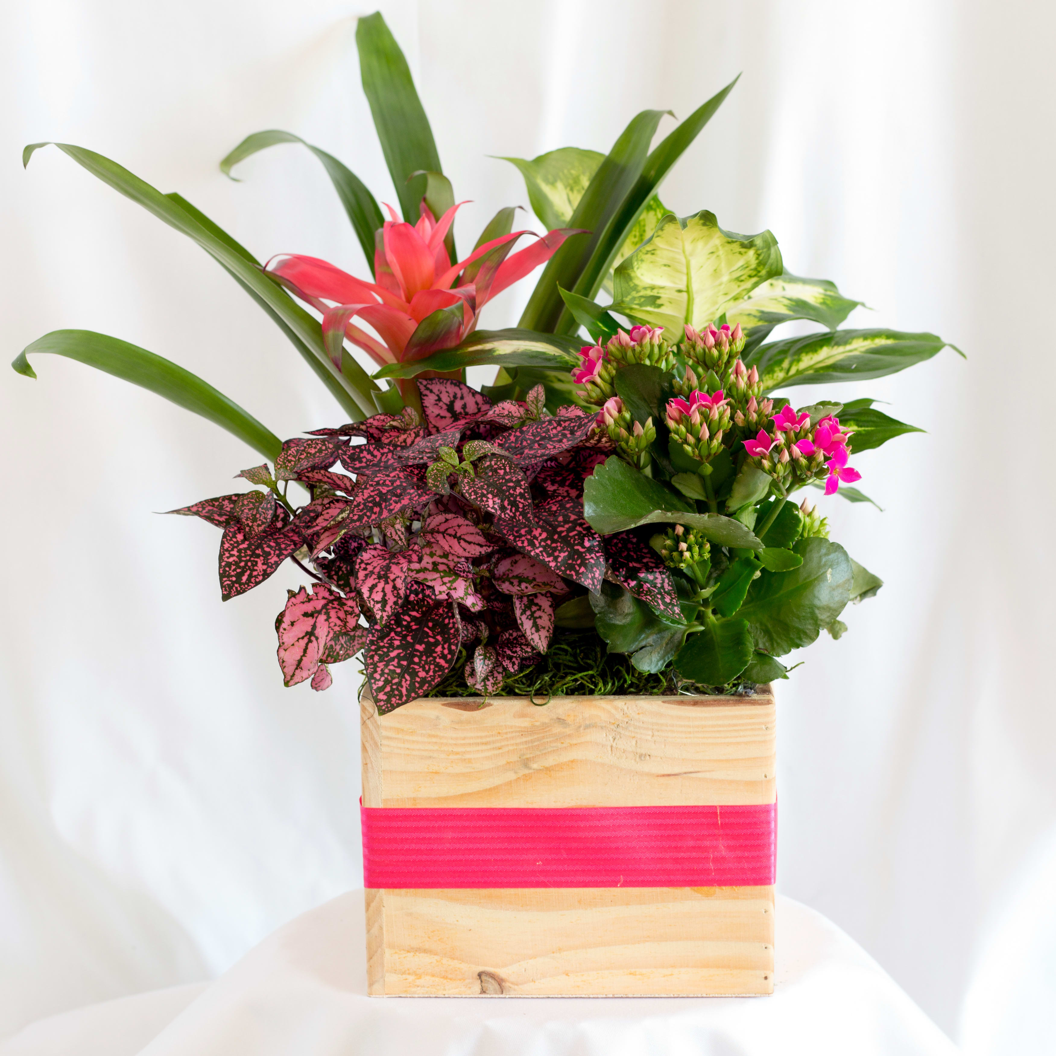 Tropical plant arrangement in a wooden box with pink ribbon