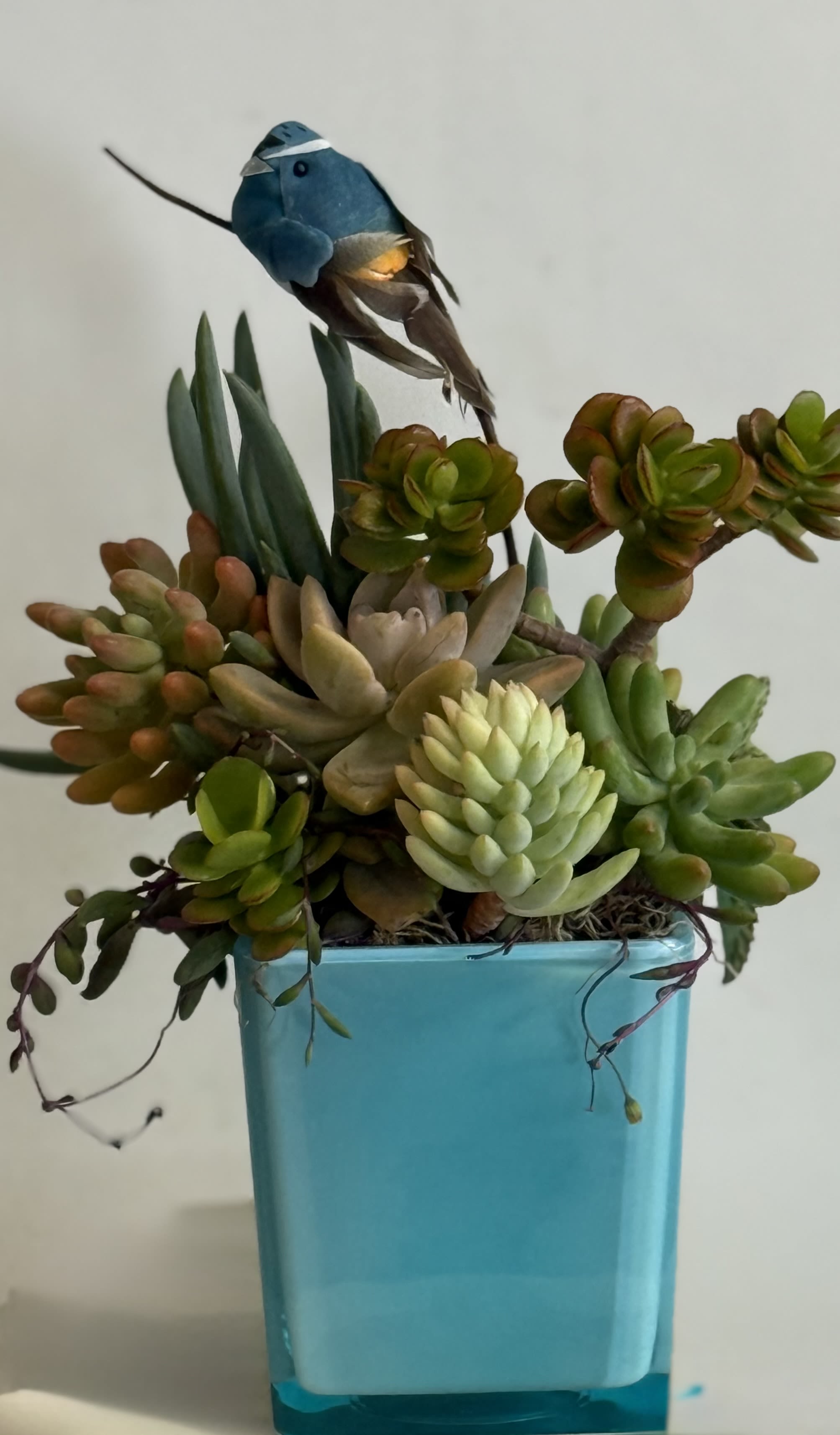 Succulent arrangement in a blue square vase with a small blue bird ornament