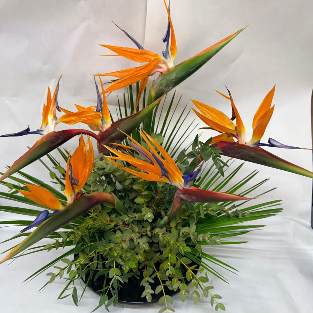 Bird of paradise arrangement in a black container with palm fronds