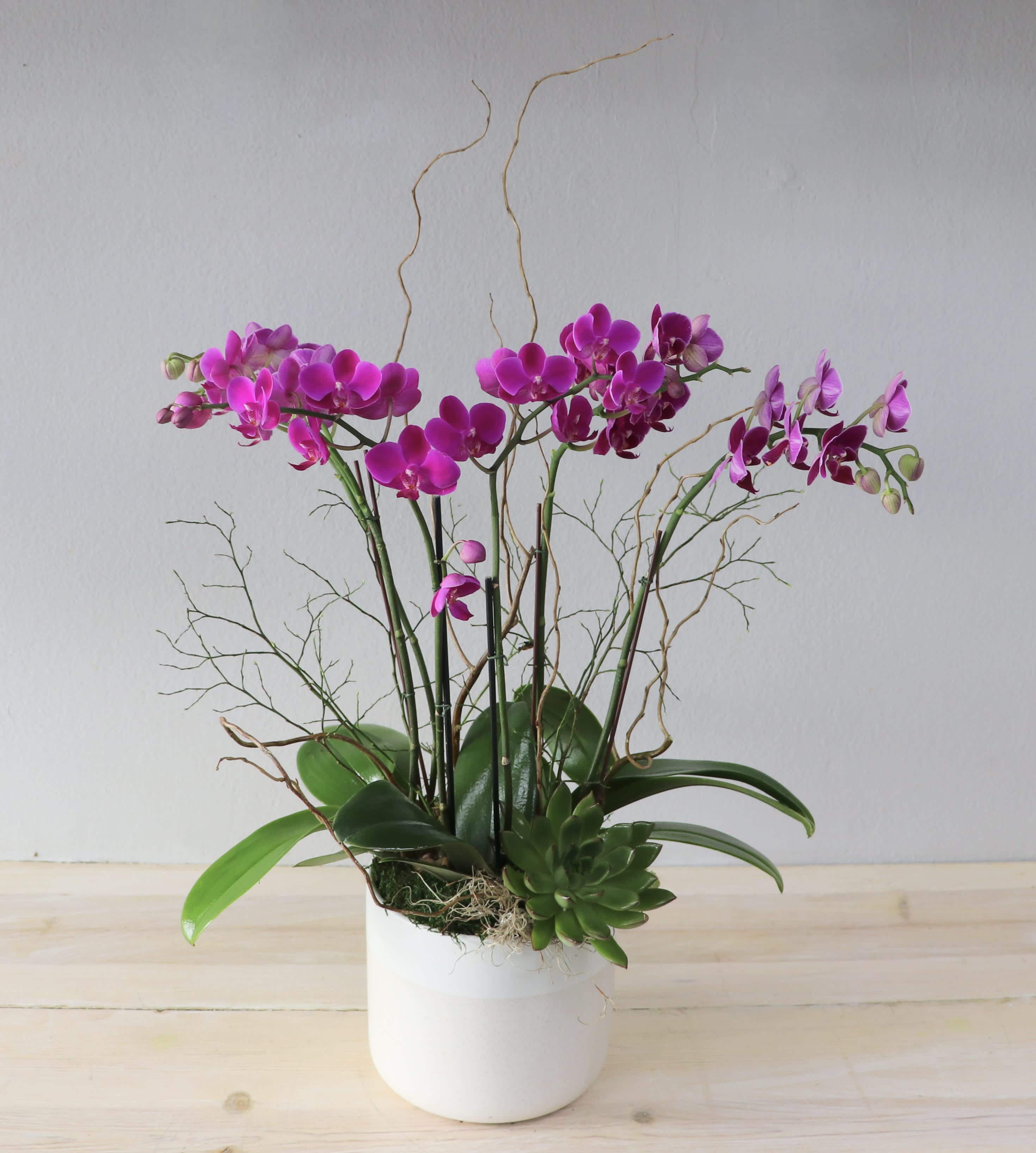 Pink orchids arranged in a white pot with a small succulent