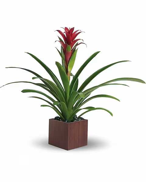 Potted plant with long green leaves and a red flower spike