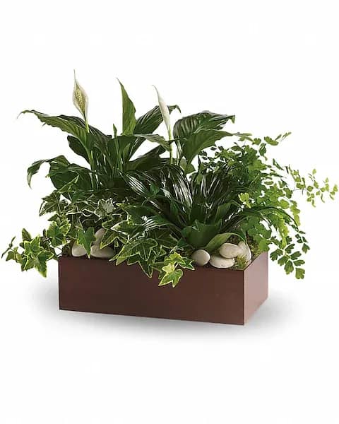 Green plant arrangement in a rectangular brown planter with white stones