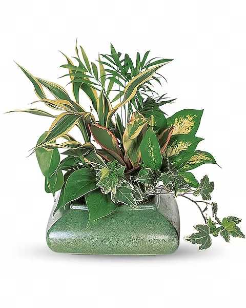 Mixed green houseplants arranged in a rectangular ceramic planter