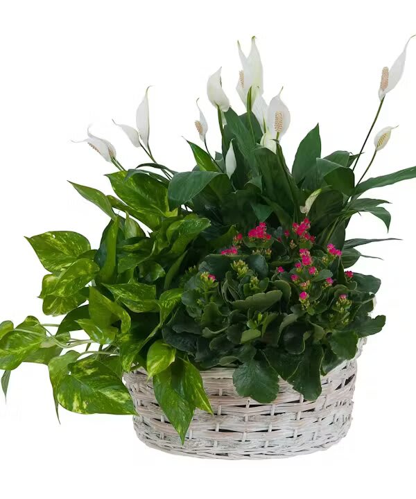LIVING GARDEN PLANT BASKET - This Natural basket is filled with beautiful green and blooming plants. Color of Basket may vary.  
