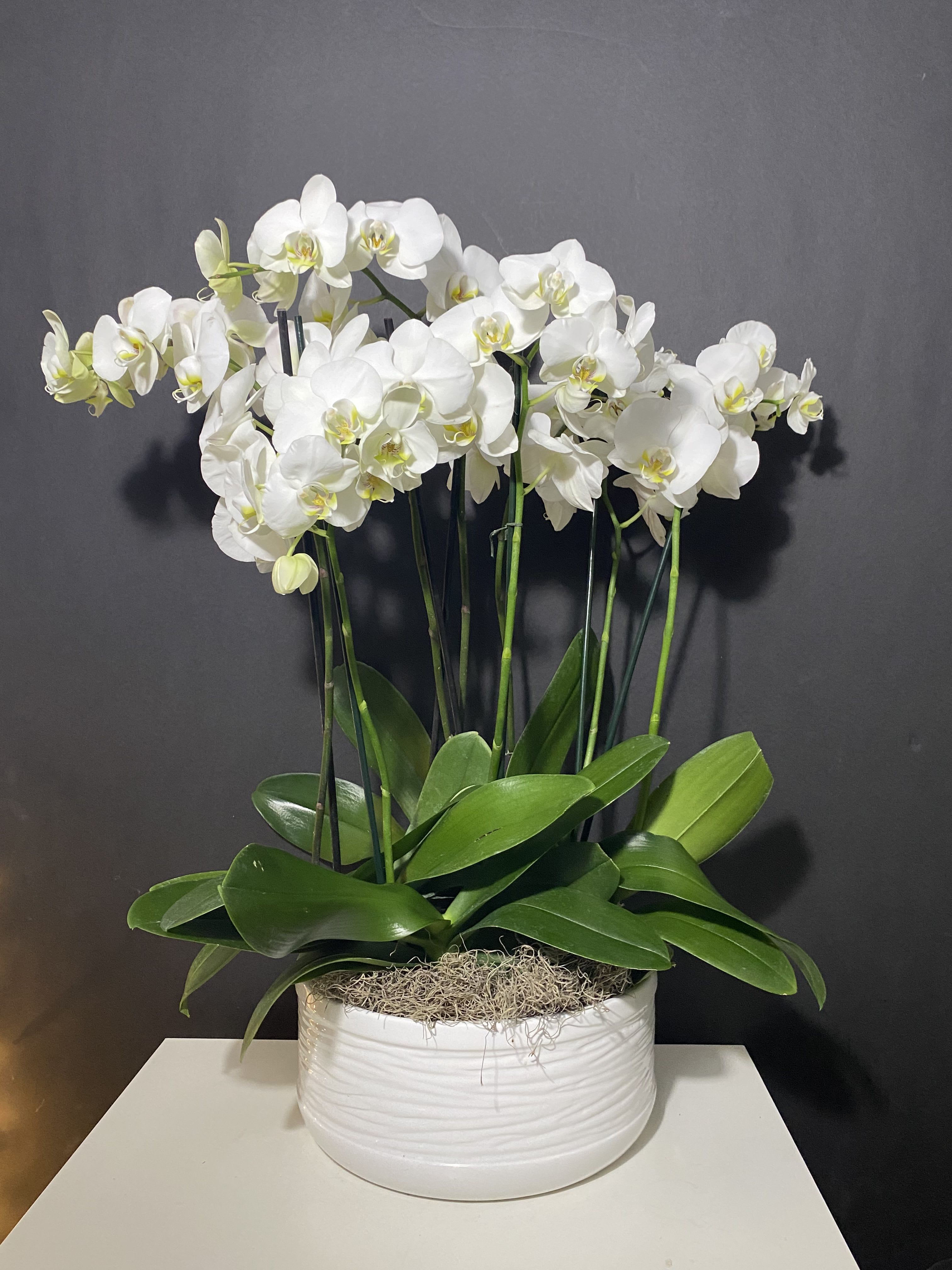 White orchid plant in a white ceramic pot