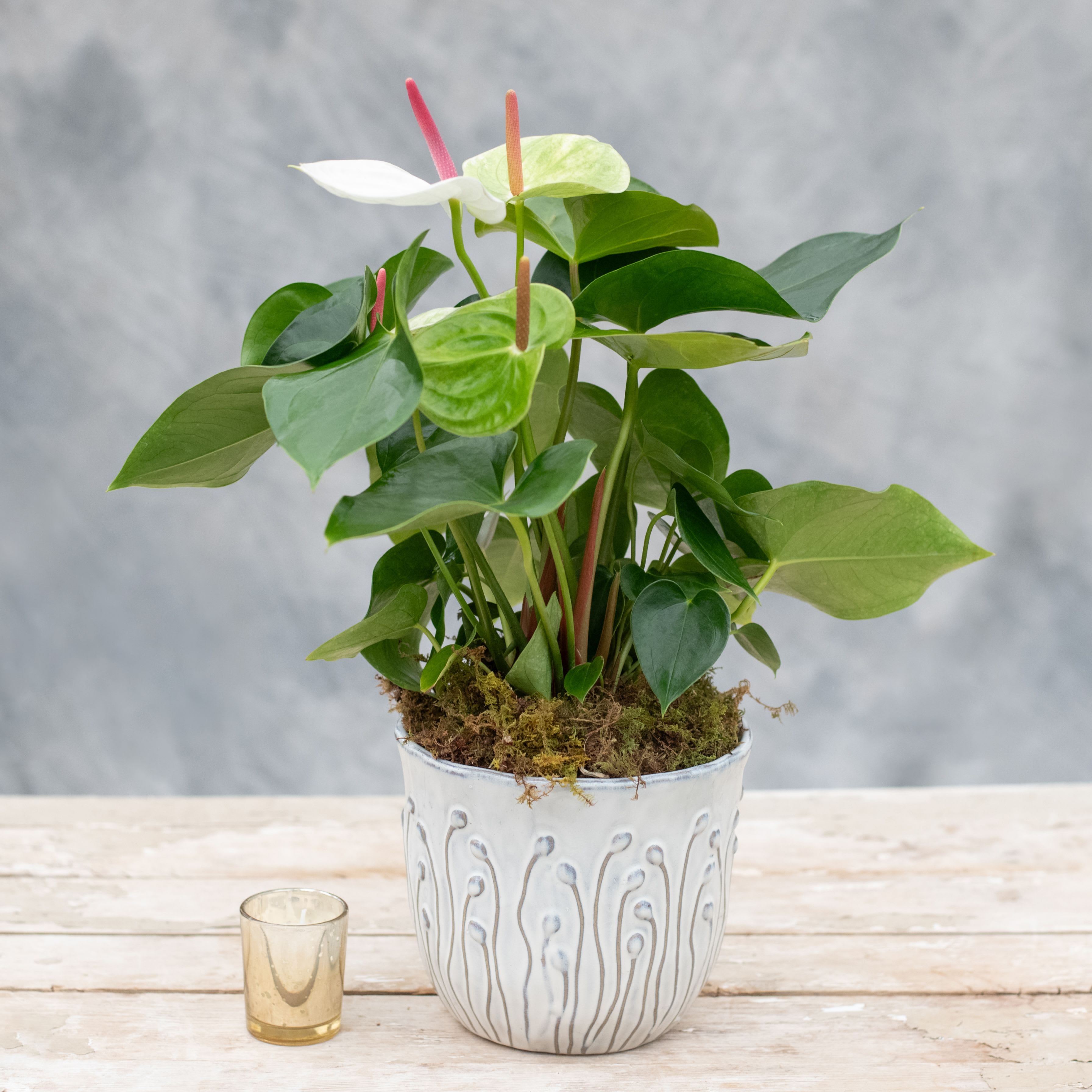 Potted anthurium plant with white and pink blooms in a white ceramic pot