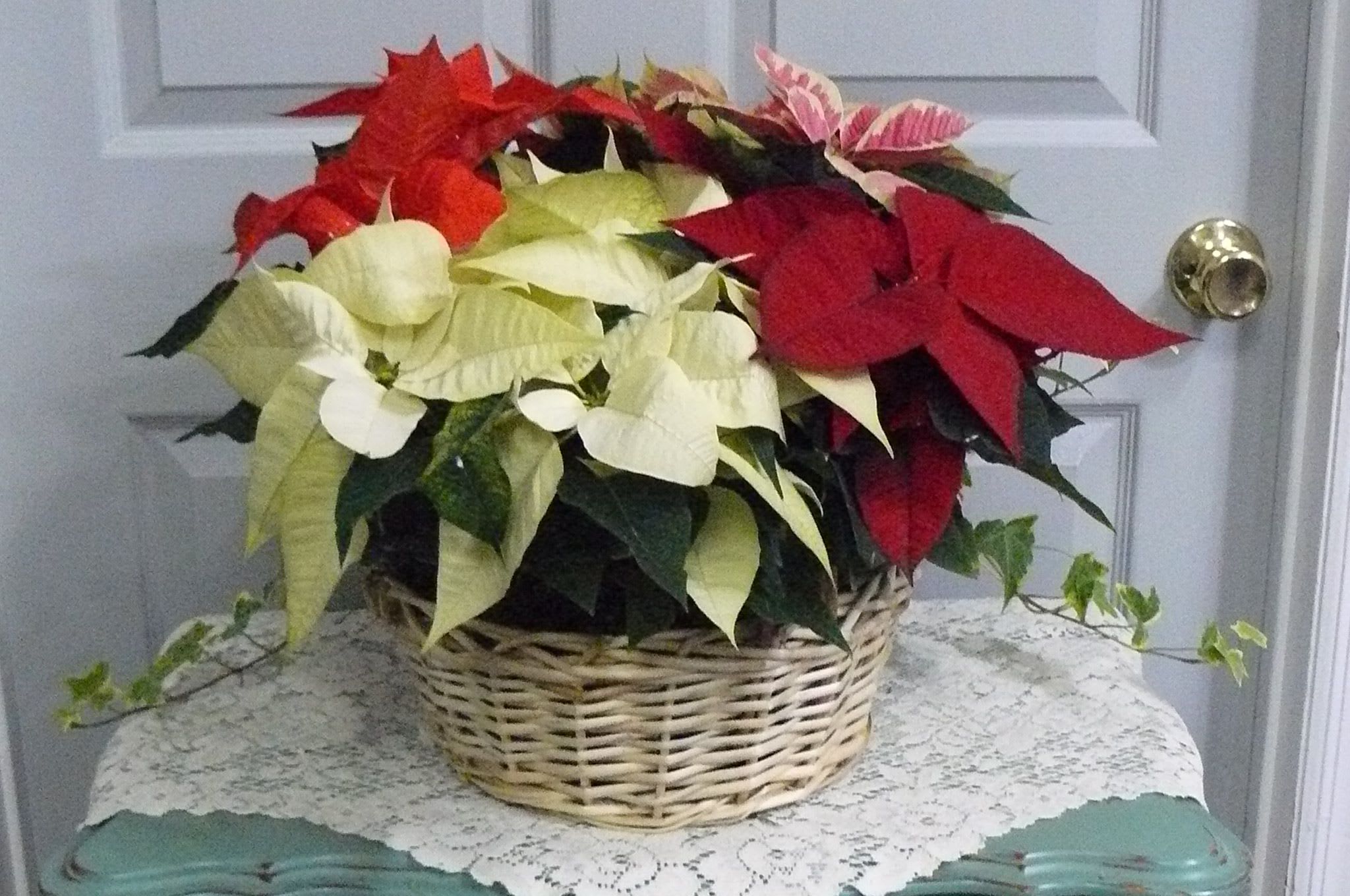 Basket of red, white, and pink poinsettias on a table