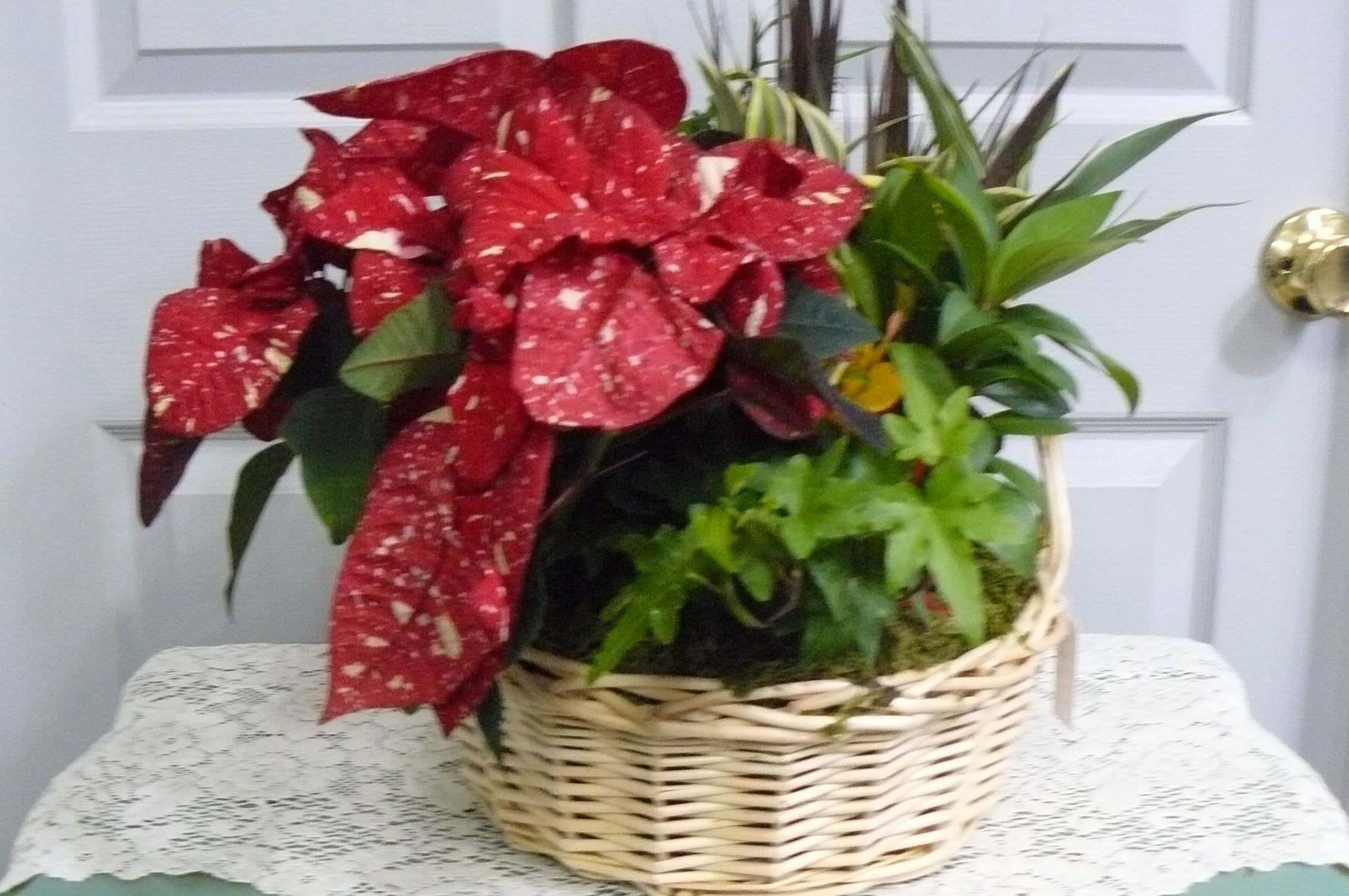 Basket of red poinsettias with green plants