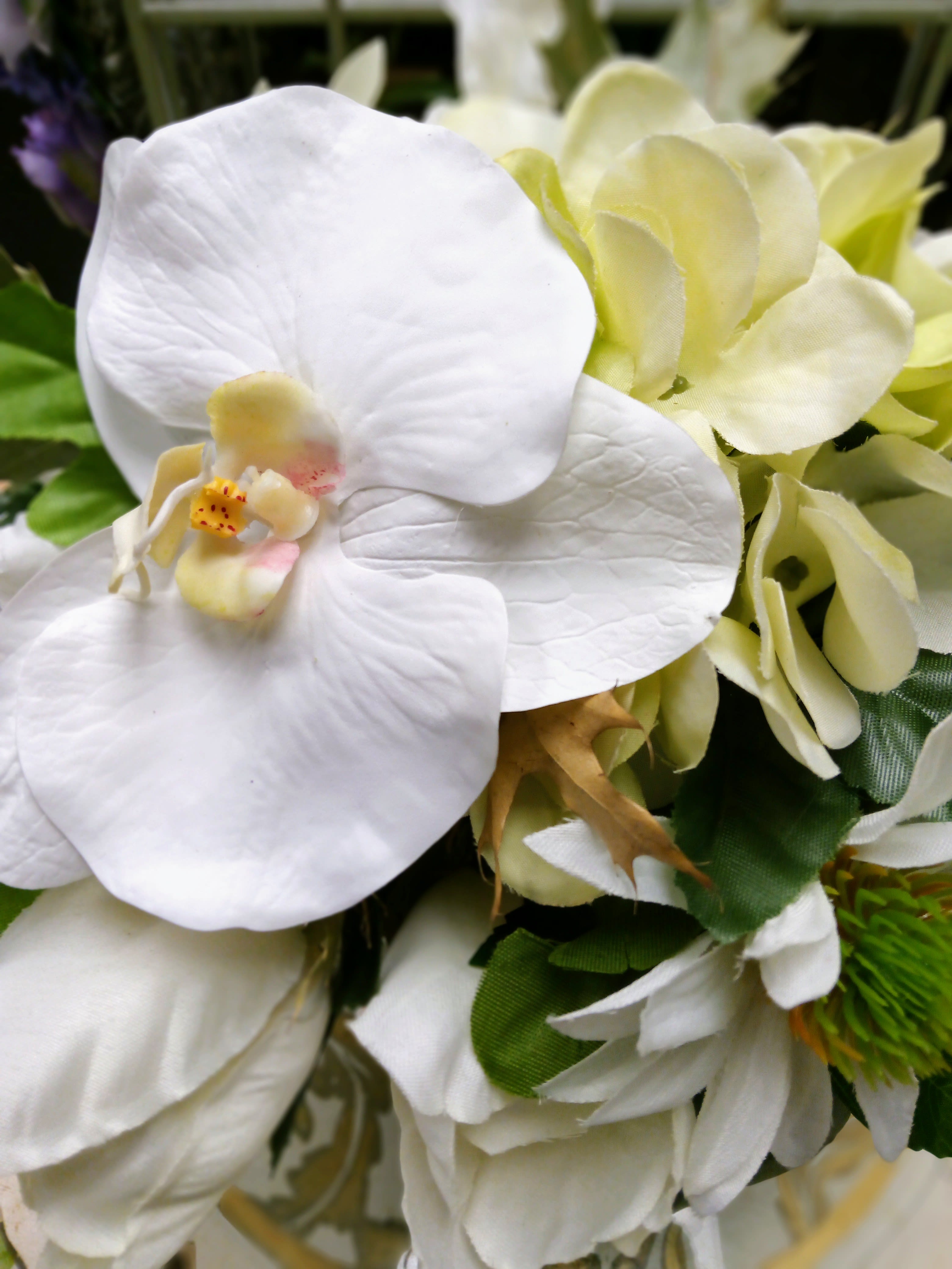 Close-up of white orchid blooms with pale green flowers