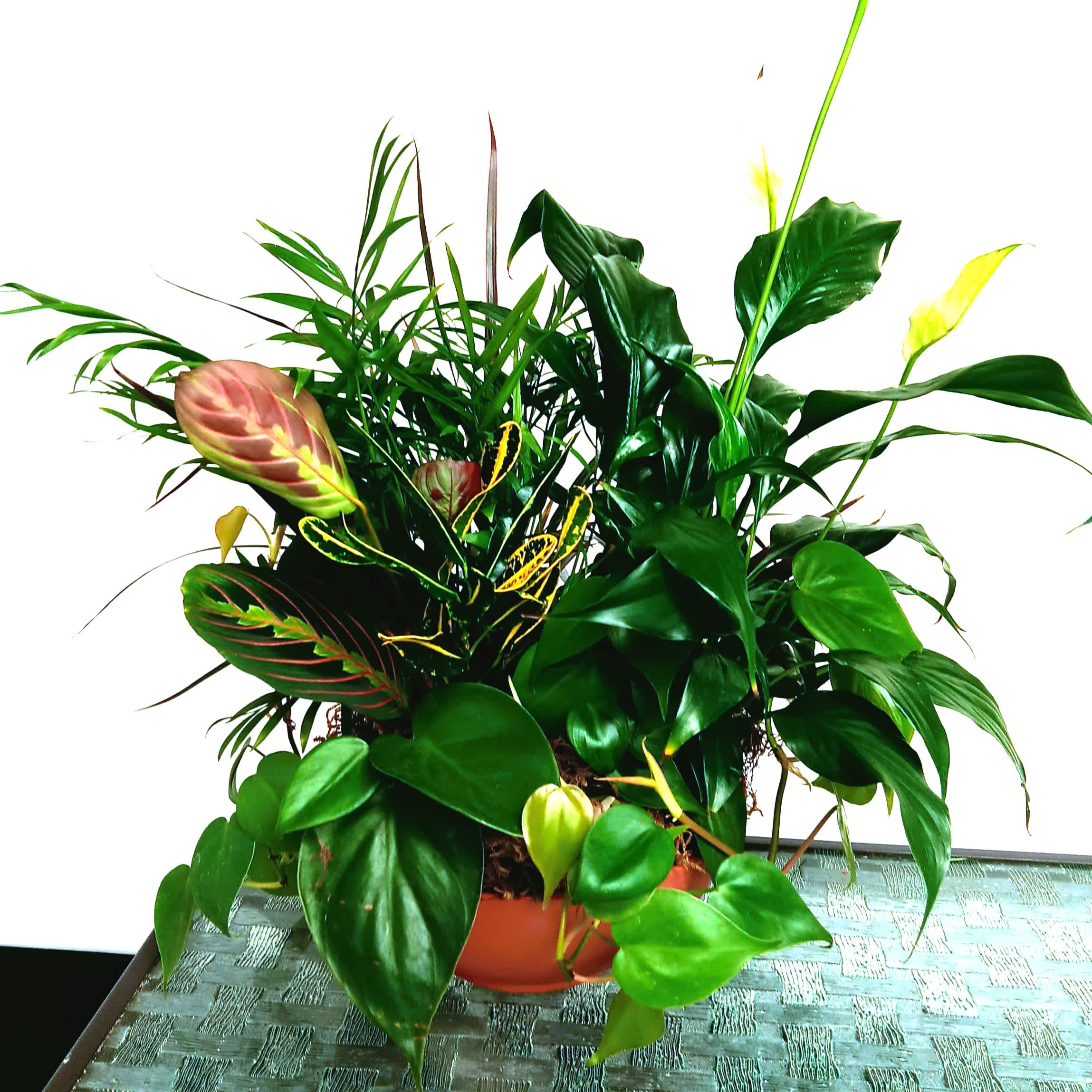 Lush mixed tropical houseplant arrangement in a terracotta pot