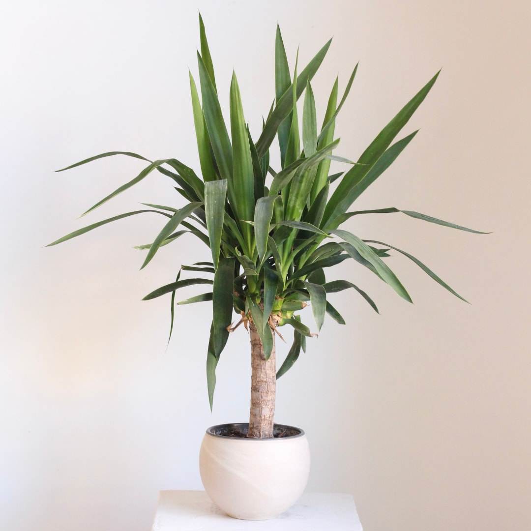 Potted dracaena plant with long green leaves in a white ceramic pot