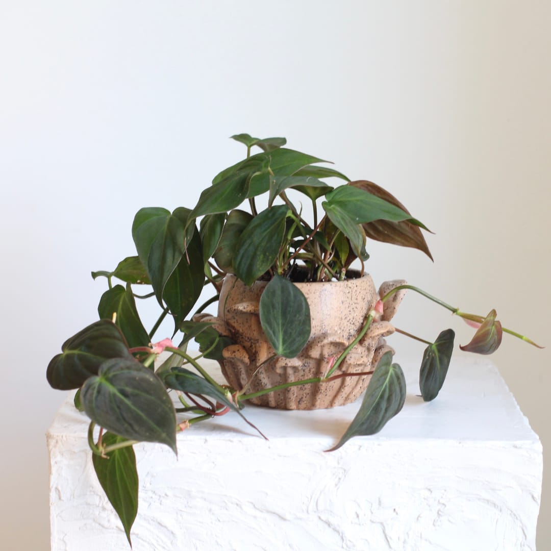 Potted trailing houseplant in a speckled ceramic planter
