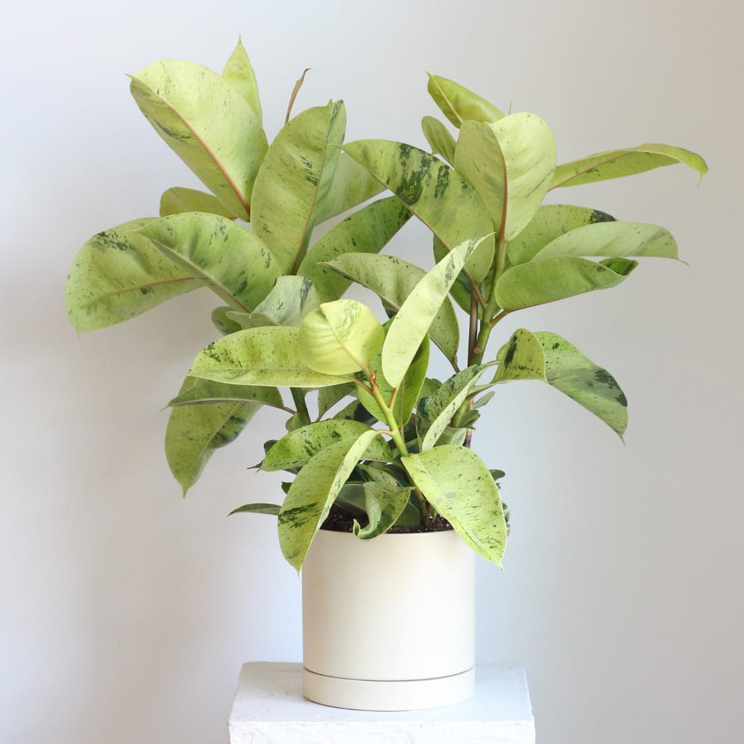 Potted plant with broad variegated green leaves in a white container