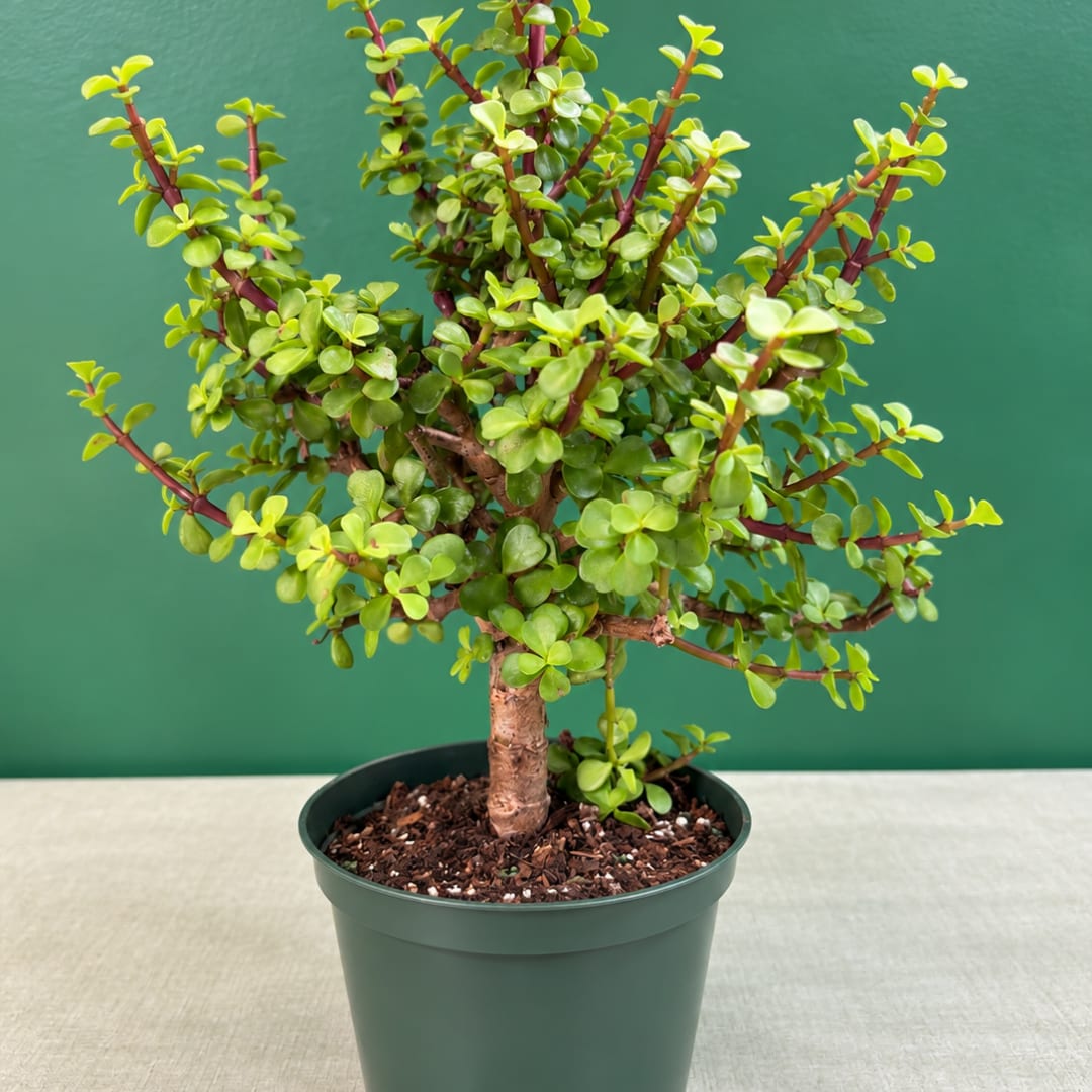 Potted succulent plant with small round leaves in a green nursery pot