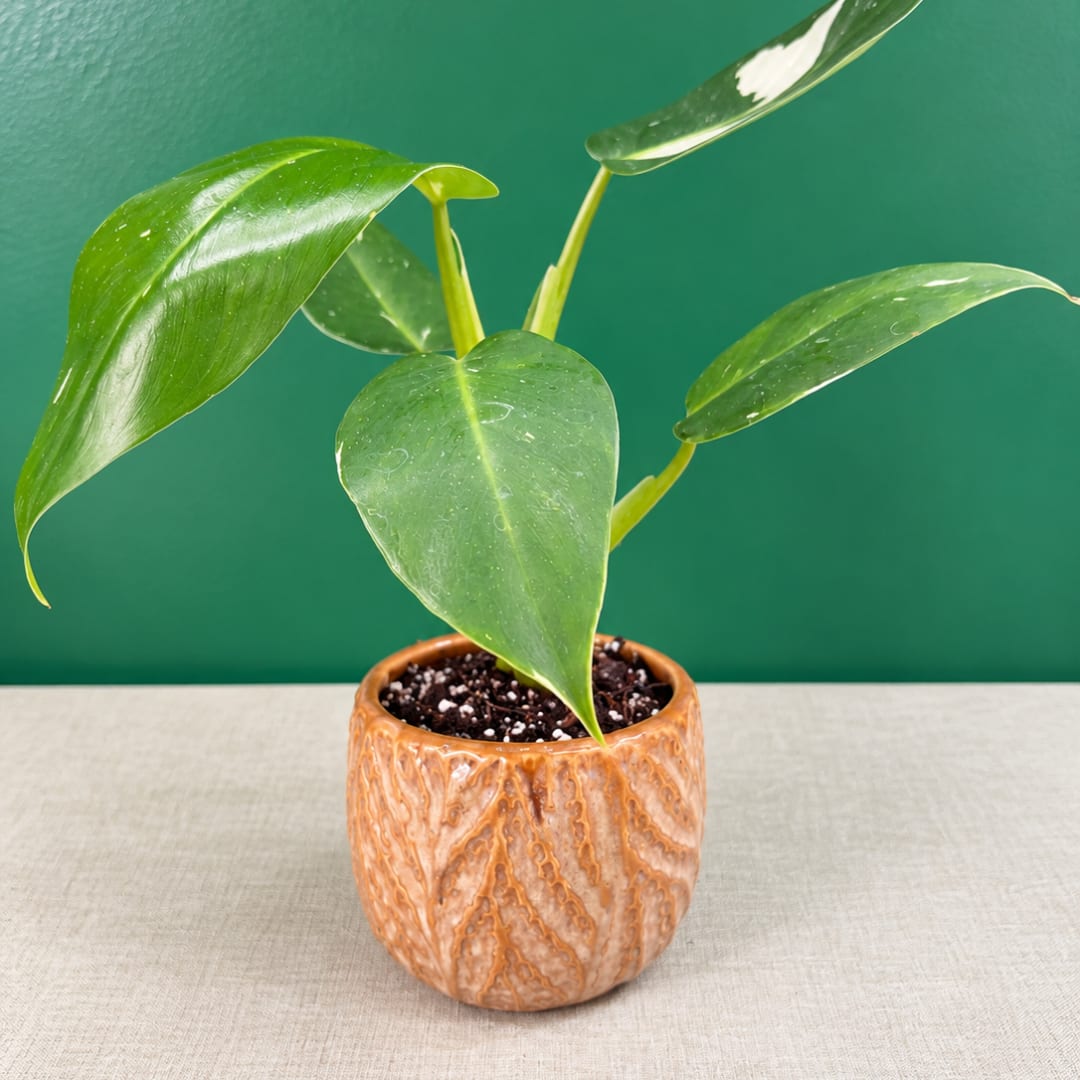 Small potted plant with glossy green leaves in a textured ceramic pot