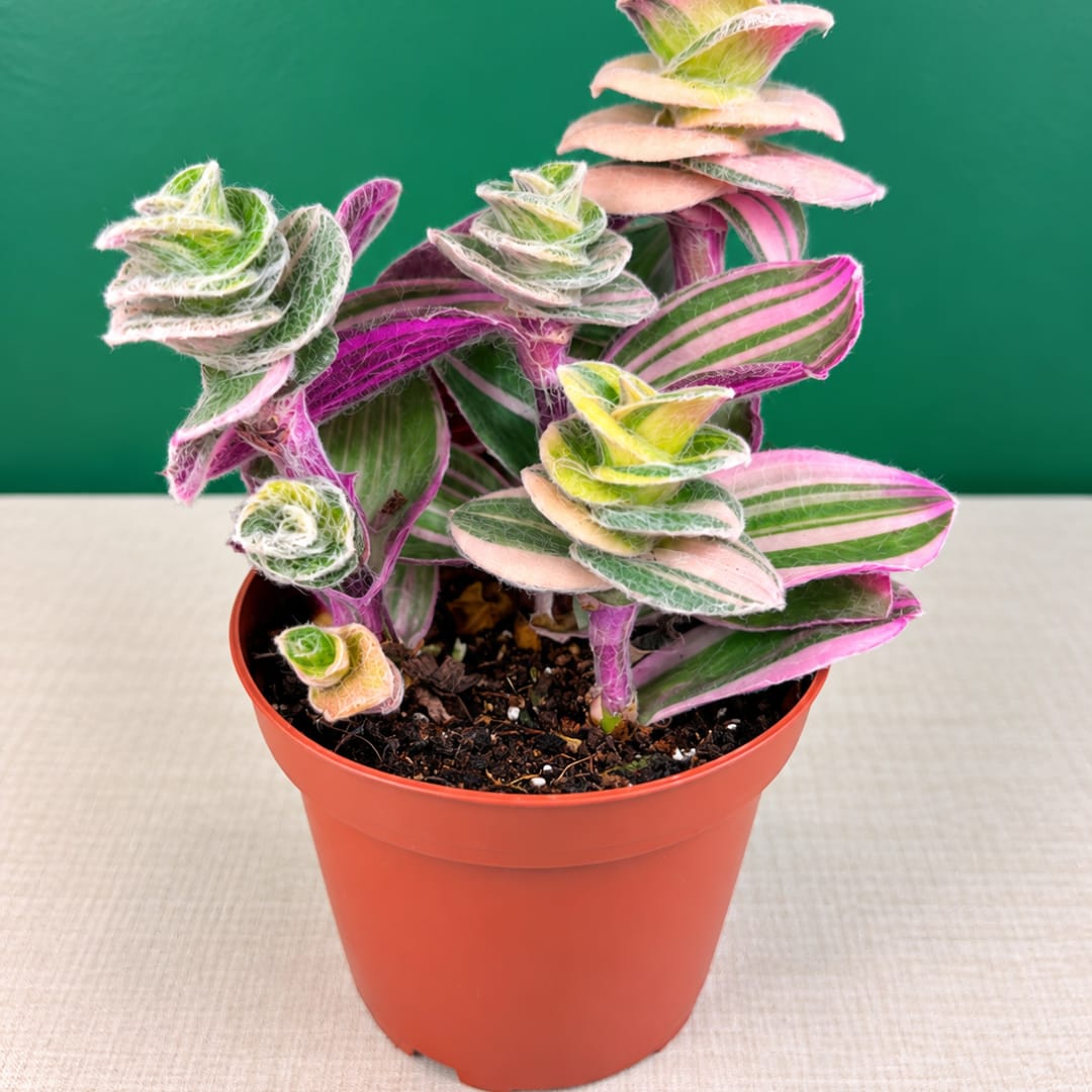 Potted plant with pink, green, and white striped leaves