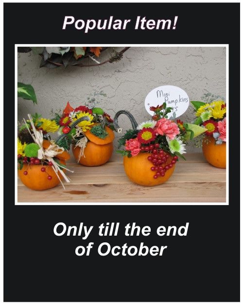 Mini Pumpkin Arrangement - These little pumpkin arrangements are back by popular demand here in Qualicum Beach, they are locally grown and filled with seasonal flowers. Order them early because they move out fast! Perfect as a hostess gift or used as multiples as  centrepieces down a Thankgiving table. Packaged in a cute little box with colorful tissue ready as a gift, always a hit. 