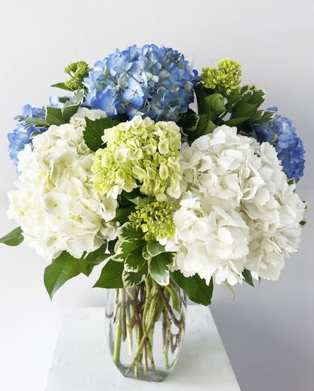 Hydrangea Blooms - A vase of hydrangeas creates a simple and elegant floral arrangement. This beautiful vase is filled with hydrangeas. These voluminous blooms are known for their large, lush petals in various shades of blue, green and white, depending on the variety. The hydrangeas fill the vase with their abundant clusters, creating a stunning display of color and texture. Their rounded blooms are soft and velvety to the touch, evoking a sense of charm and grace. The simplicity of a hydrangea arrangement allows the focus to be solely on the beauty and elegance of these exquisite flowers. It is a classic choice that suits various settings, from formal occasions to casual home decor. Whether used as a centerpiece on a dining table, displayed on a mantle, or given as a gift, a vase of hydrangeas brings a touch of timeless beauty and sophistication to any space.    SUBSTITUTION POLICY  Please note the bouquet pictured reflects our original design.  If the exact flowers or container in this arrangement are not available, our local florists will create a beautiful bouquet with the freshest available flowers.