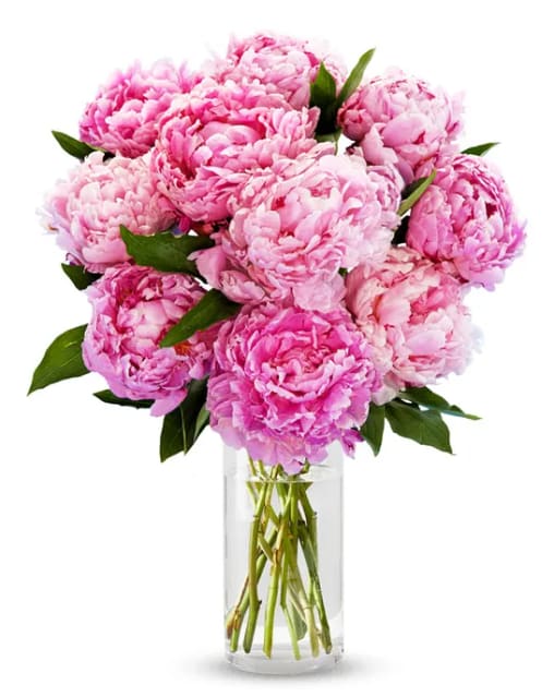 Peony Bliss  - Celebrate life's special moments with the timeless beauty of our Peony Bliss arrangement. Featuring 10 premium pink peonies expertly arranged in a modern clear glass vase, this bouquet showcases the lush, ruffled blooms and delicate fragrance that make peonies one of the most beloved flowers of the season.  Soft shades of pink create an elegant and romantic display, perfect for birthdays, anniversaries, thank-you gifts, congratulations, or simply brightening someone's day. Handcrafted by our floral designers and delivered fresh, this stunning arrangement brings luxury and charm to any home or office.