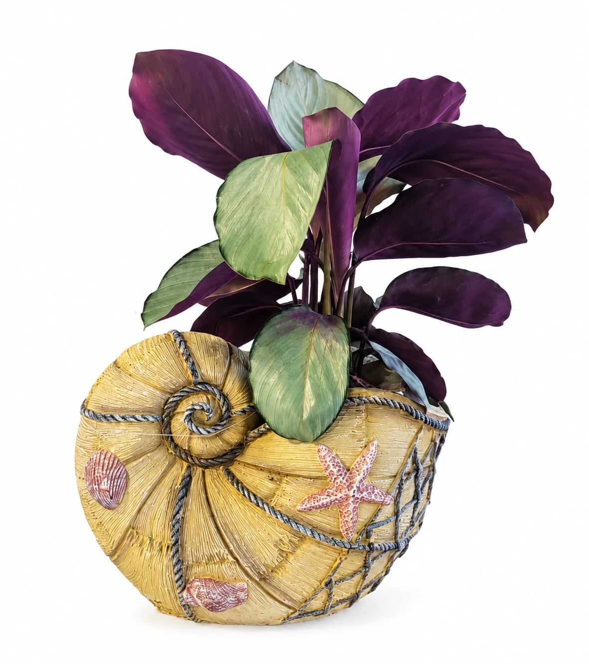 Coastal Treasure Planter - Bring the beauty of the coast indoors with this charming shell planter featuring a vibrant tropical plant. A perfect gift for beach lovers, new homeowners, or anyone who enjoys coastal décor.