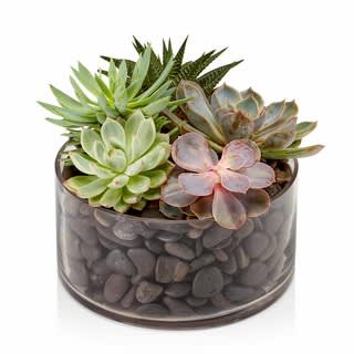 Succulent arrangement in a glass bowl filled with stones