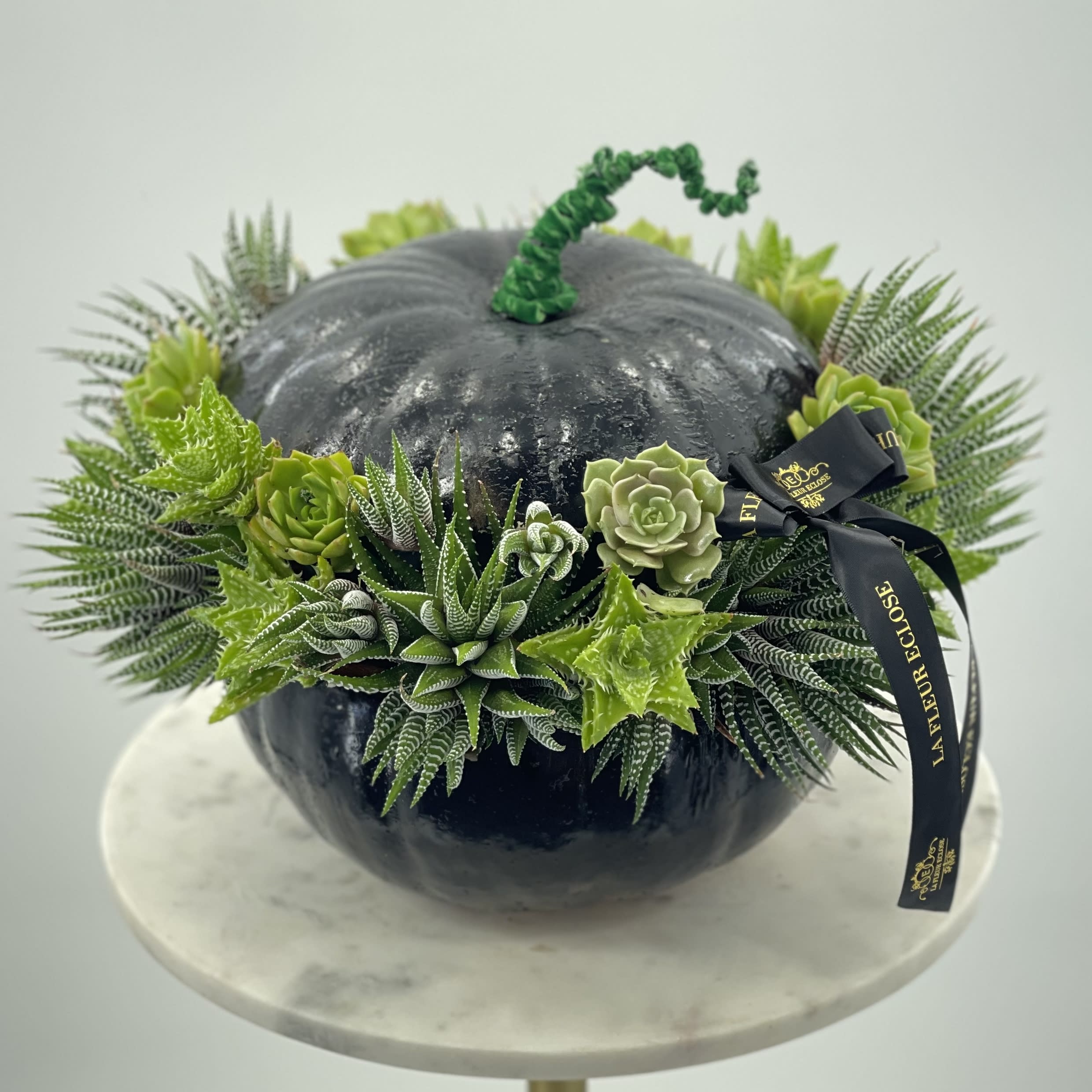 Black pumpkin with succulents - Black pumpkin with green succulents