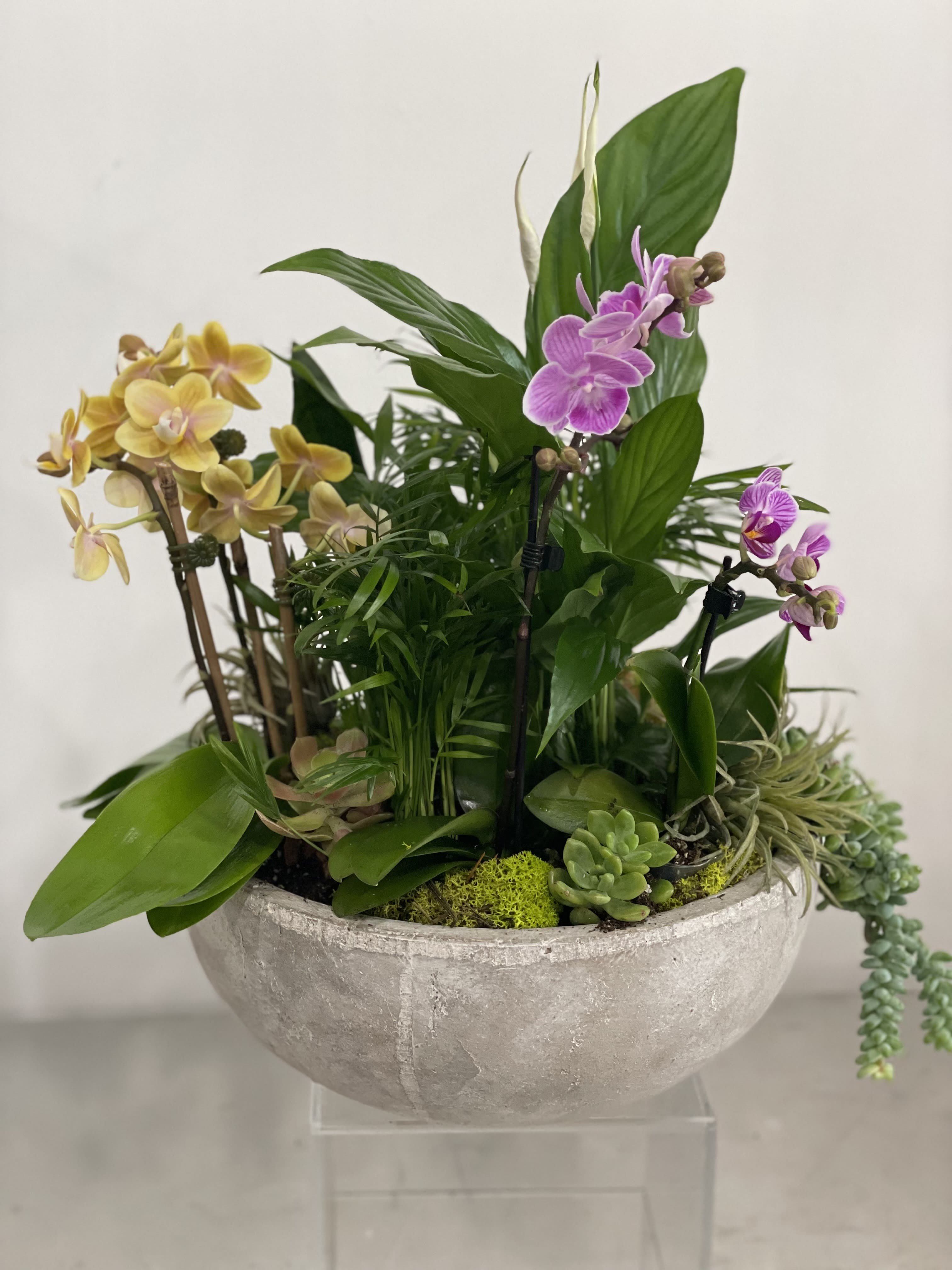 Mixed orchid and succulent arrangement in a gray bowl planter