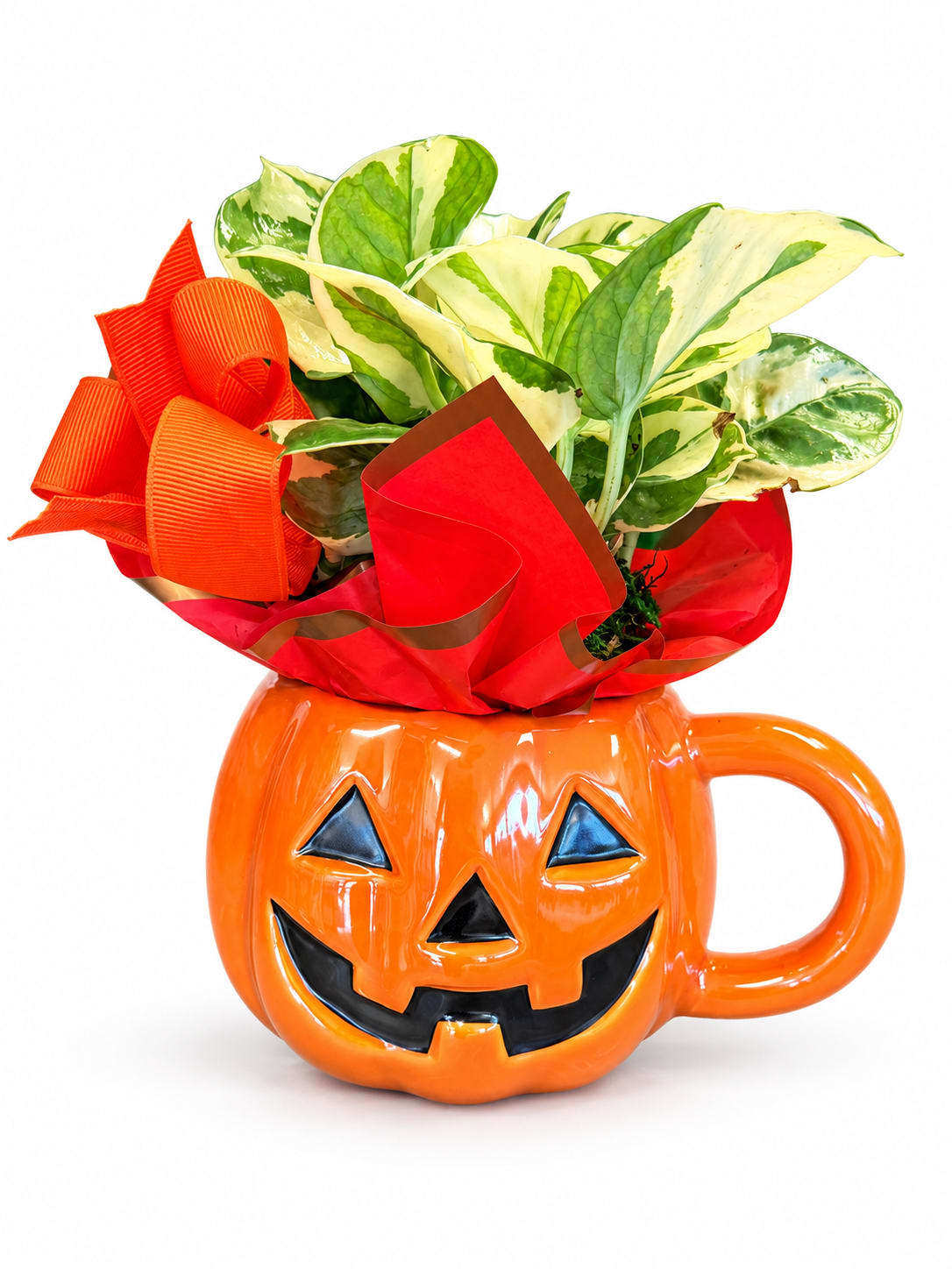 Variegated potted plant in an orange jack-o'-lantern mug with red ribbon wrap