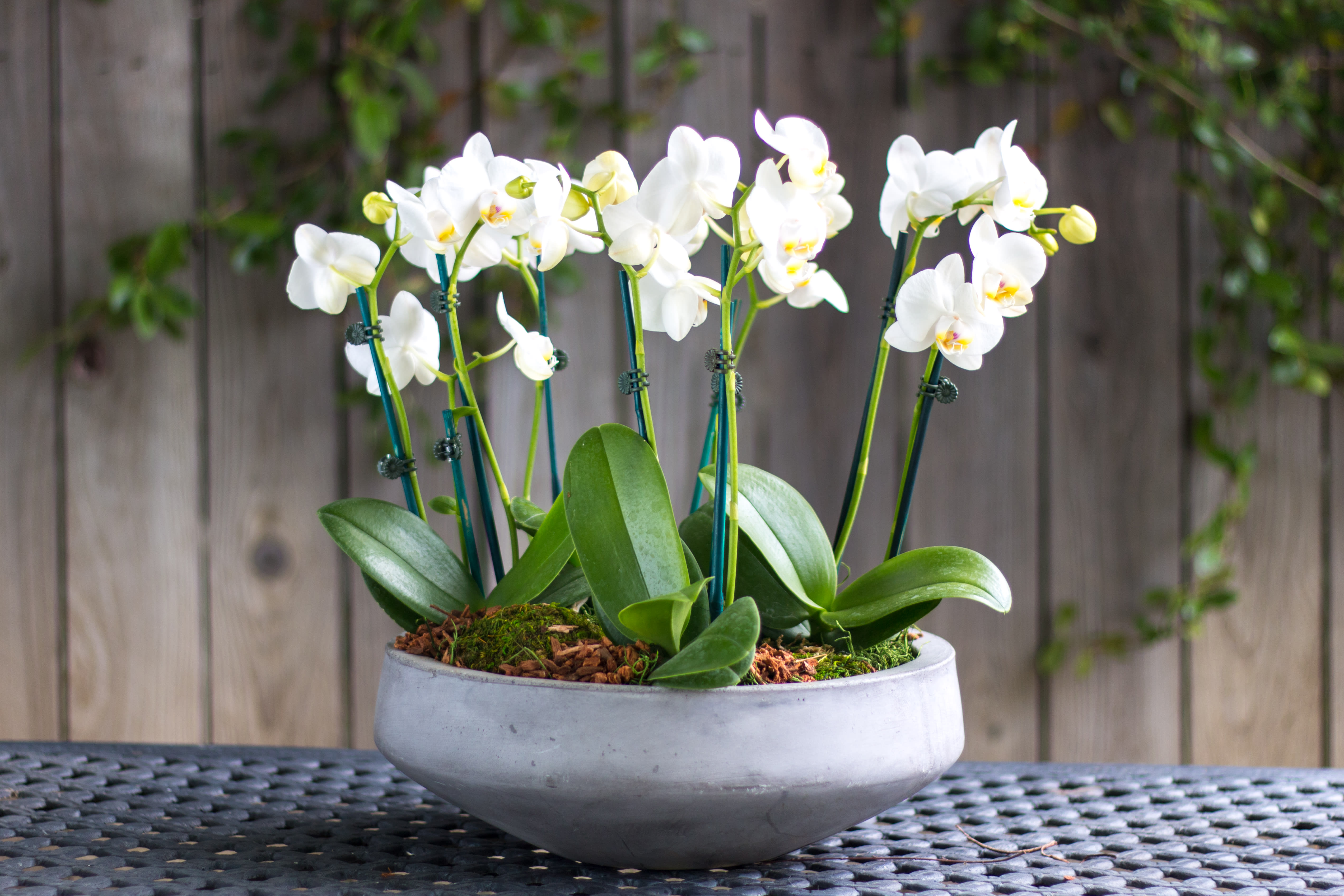 White orchids in a low gray bowl planter