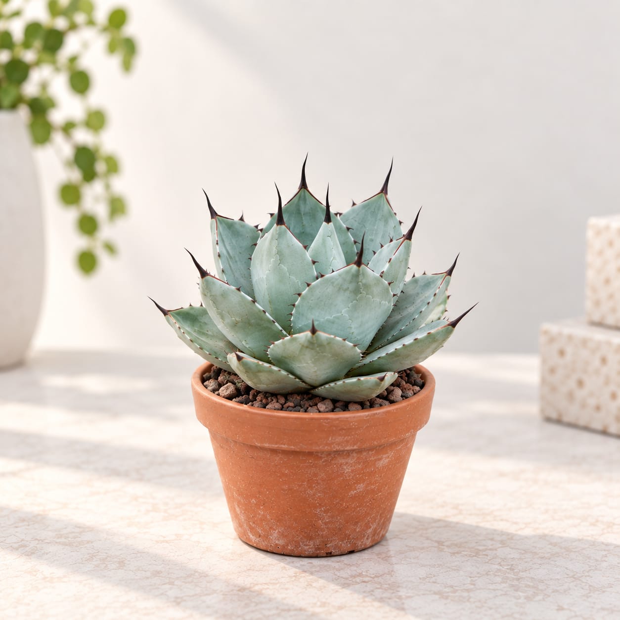 Potted succulent in a terracotta pot on a light surface