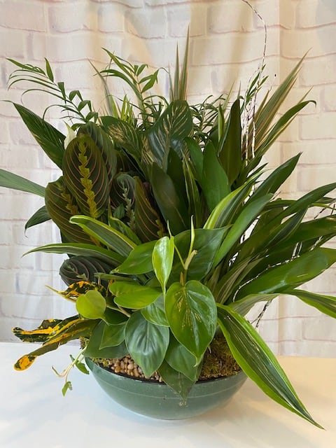 Lush green potted plant arrangement in a shallow bowl