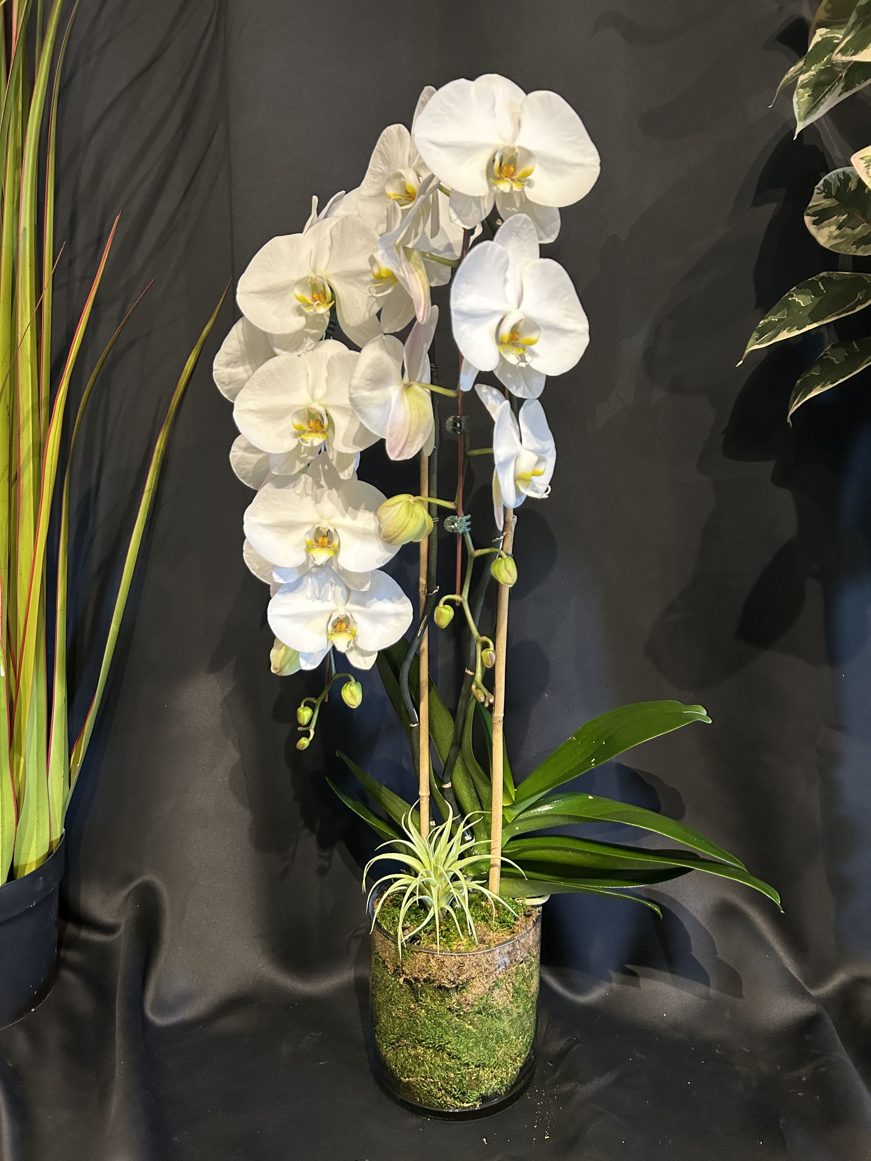 Premium Double Cascade Orchid (Only available in white) - Premium double cascade orchid in clear glass lined with moss.