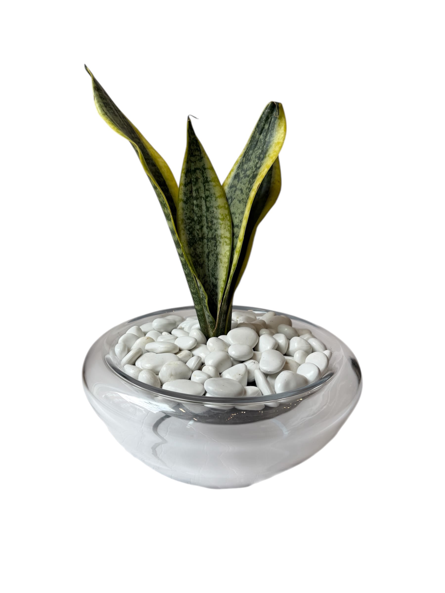 Snake Plant in Glass Pot - Snake plant in a clear glass pot, as shown in photo.