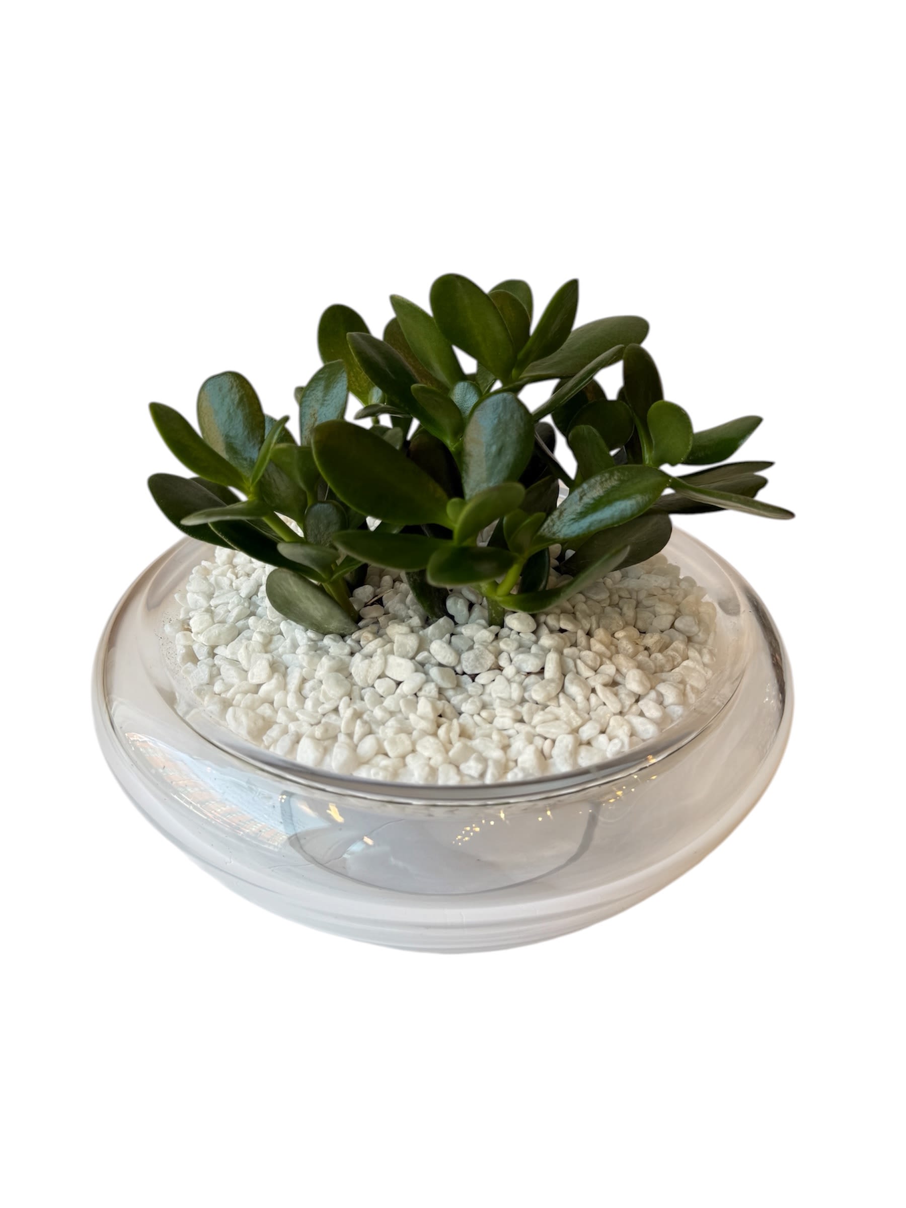 Jade Garden  - Jade plant in a clear glass pot with white stones.  Glass pot measurements 10"x 4"